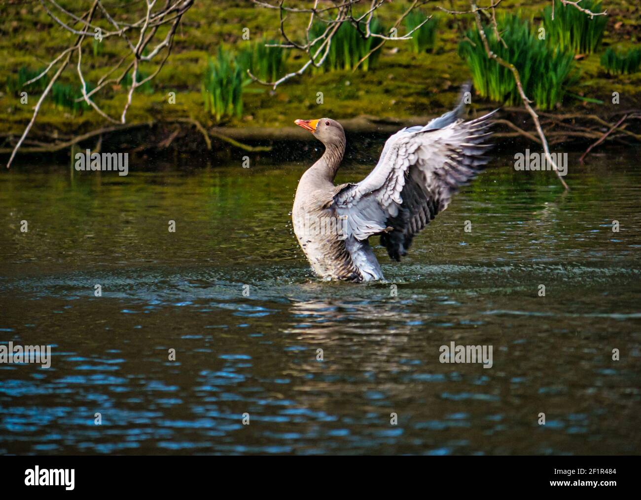 Graugans (Anser anser) schwimmend im See flatternden ausgestreckten Flügeln, Gosford Estate, East Lothian, Schottland, UK Stockfoto