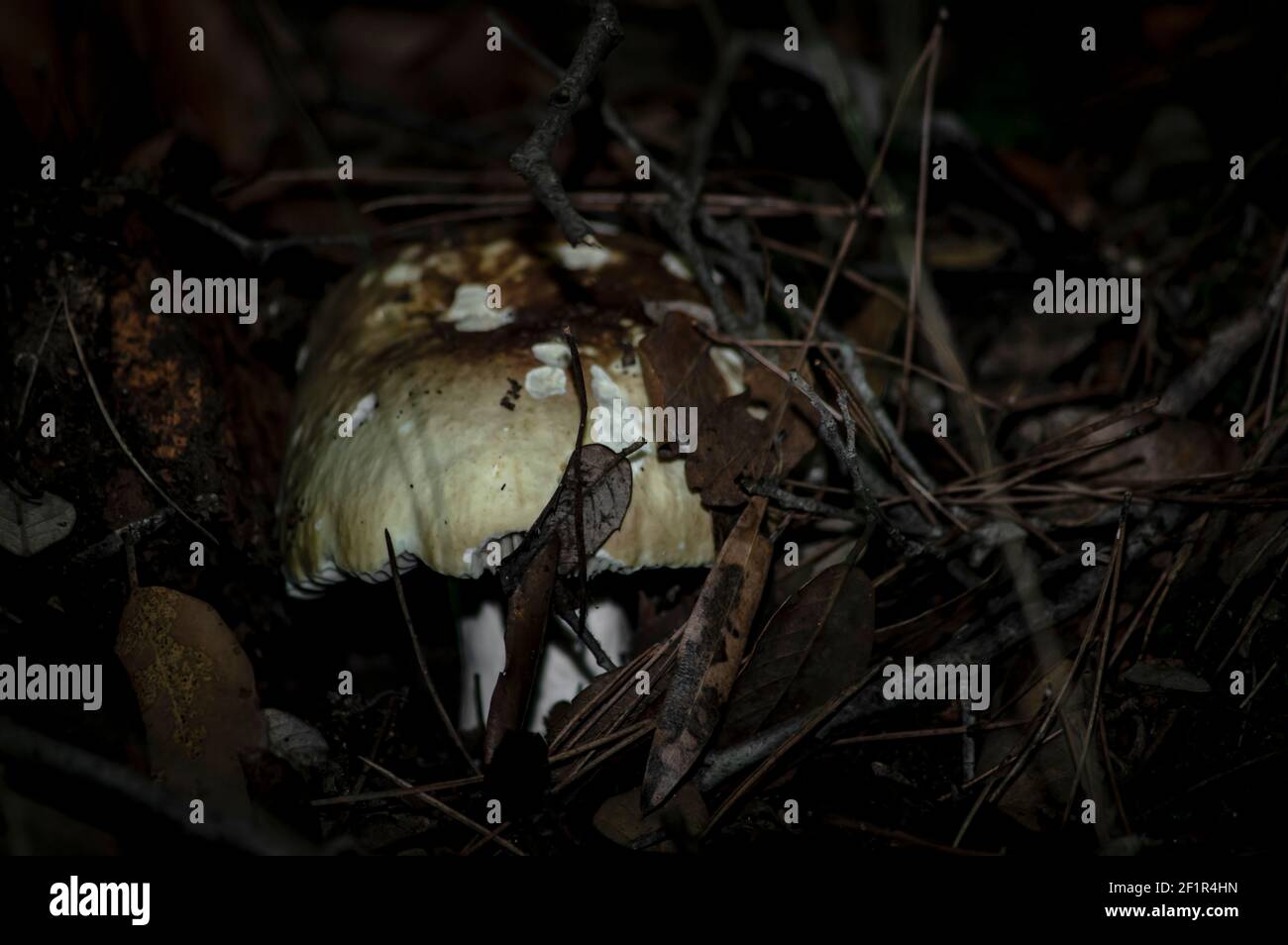 Makro-Nahaufnahme von Pilzen und Unterholz in der Natur Sardinien Stockfoto