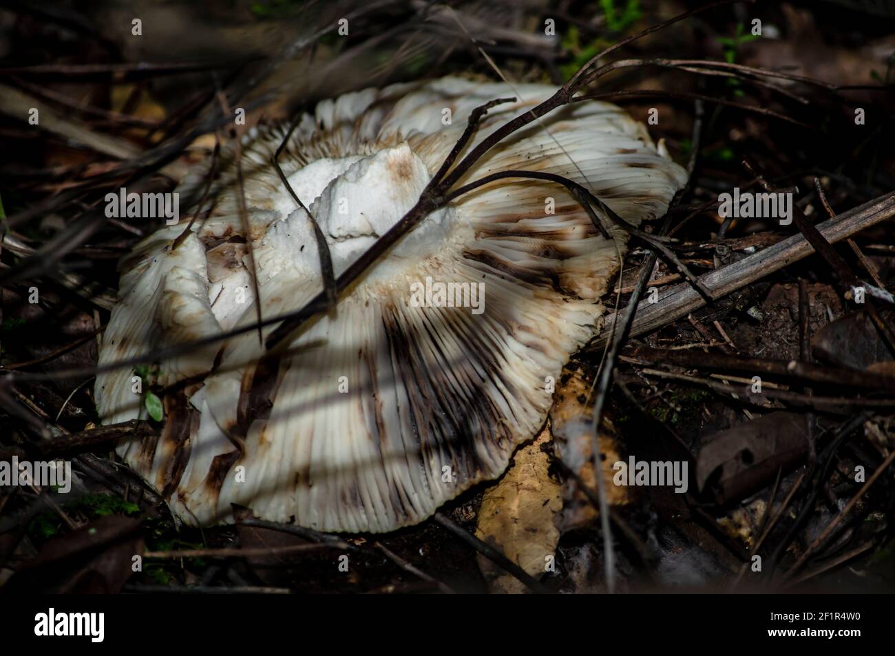 Makro-Nahaufnahme von Pilzen und Unterholz in der Natur Sardinien Stockfoto