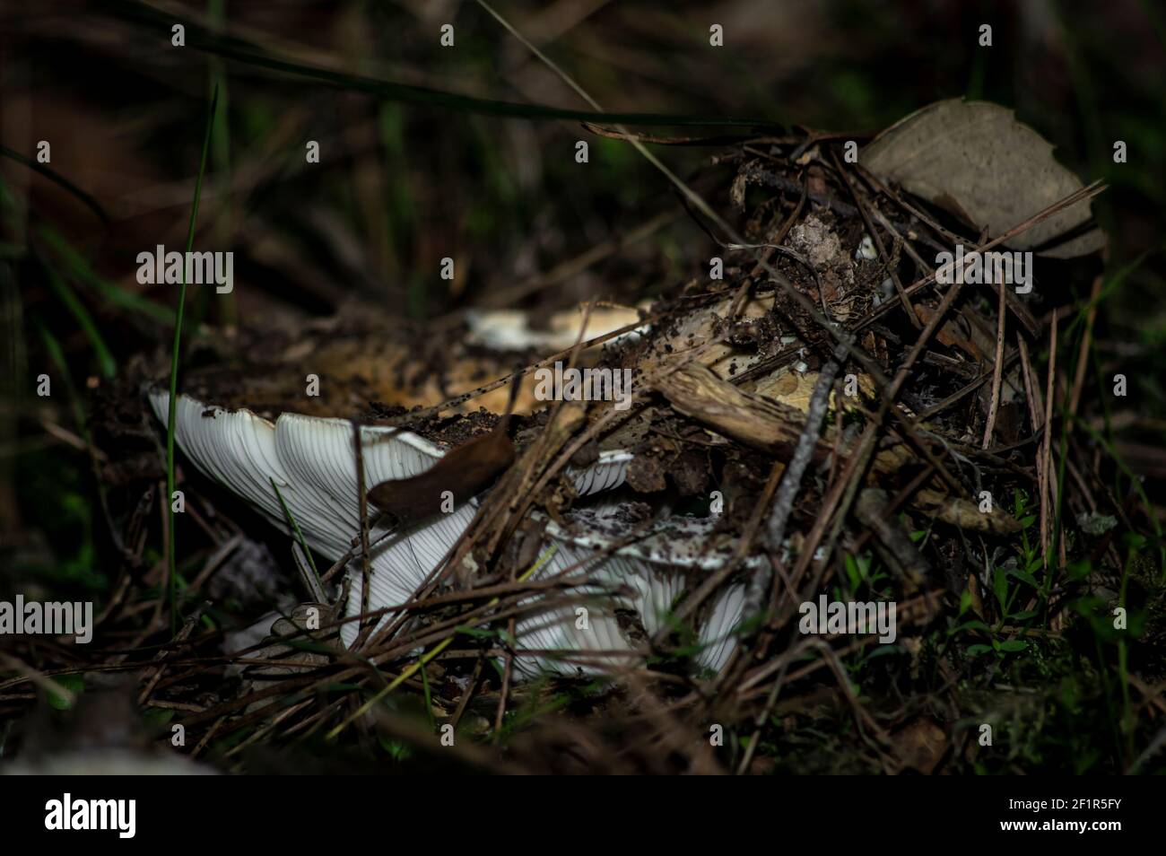 Makro-Nahaufnahme von Pilzen und Unterholz in der Natur Sardinien Stockfoto