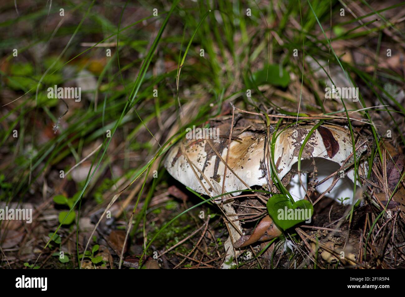 Makro-Nahaufnahme von Pilzen und Unterholz in der Natur Sardinien Stockfoto