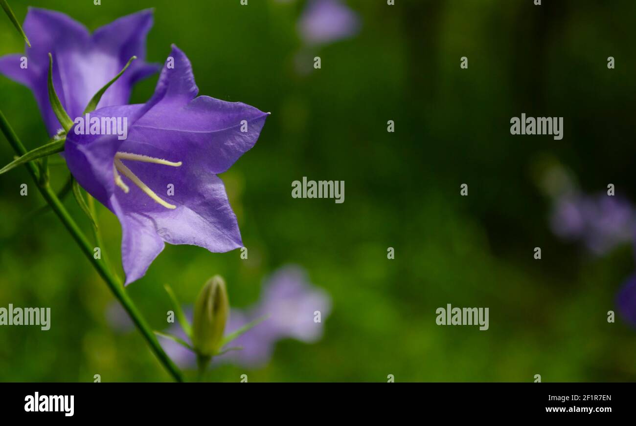 Schöner Frühlingshintergrund mit campanula Bouquet Bluebell Blumen im Wald Stockfoto