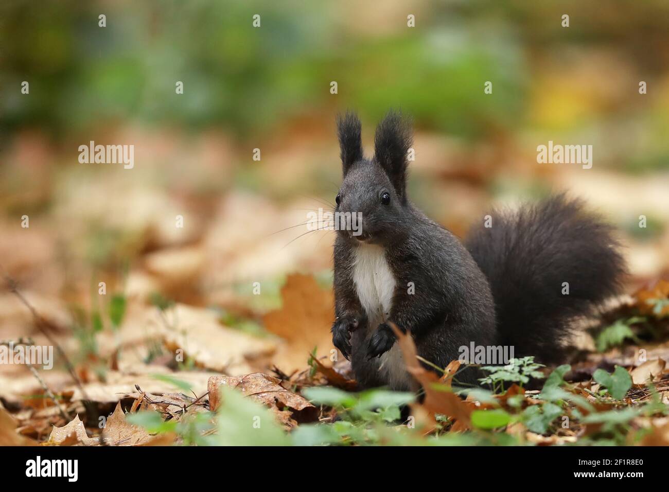 Niedliche rote Eichhörnchen mit langen spitzen Ohren im Herbst orange Szene mit schönen Laubwald im Hintergrund. Eichhörnchen. Stockfoto