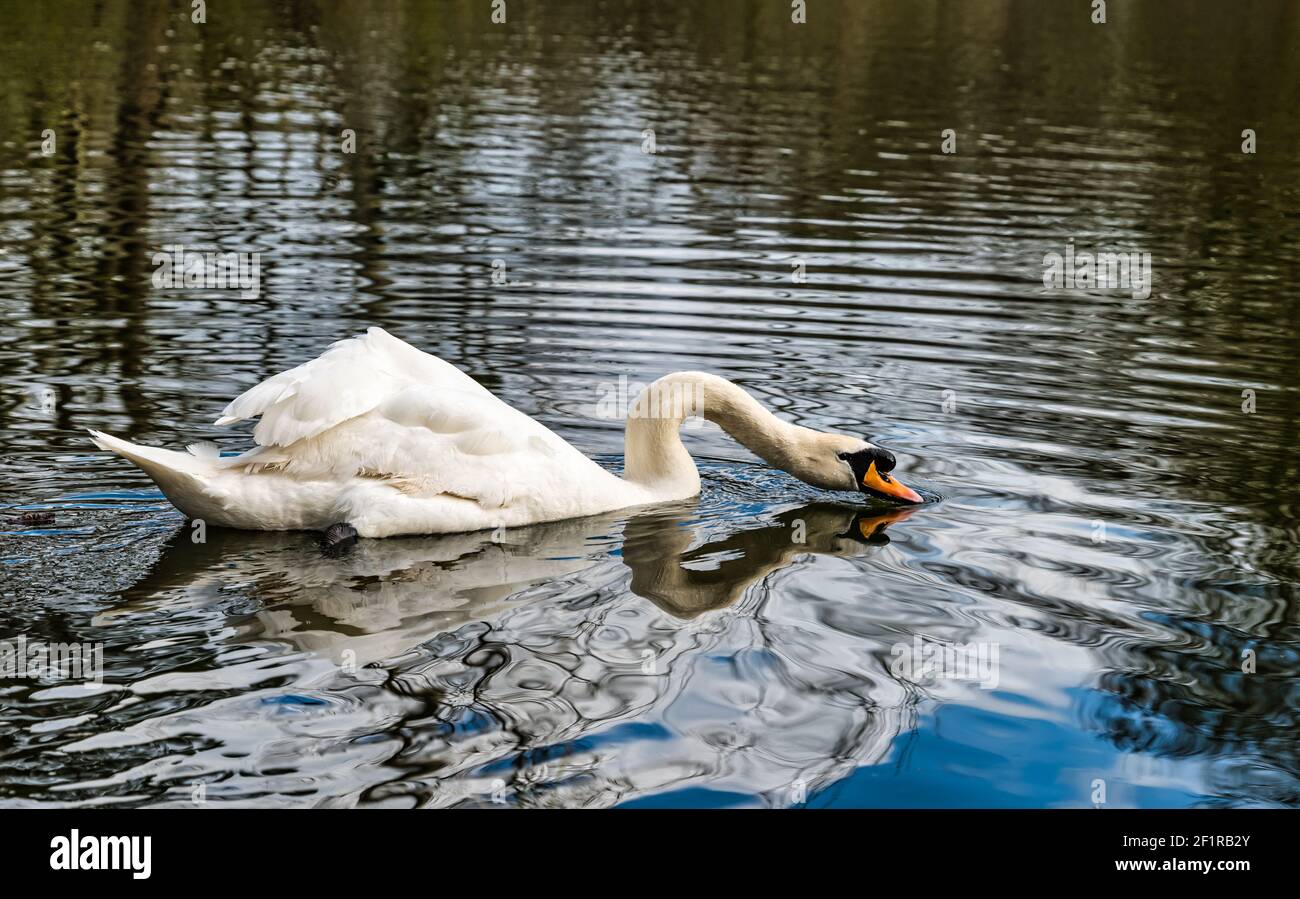 Männlicher Schwan (Cygnus olor) Schwimmen und Trinken in See, Gosford Estate, East Lothian, Schottland, UK Stockfoto