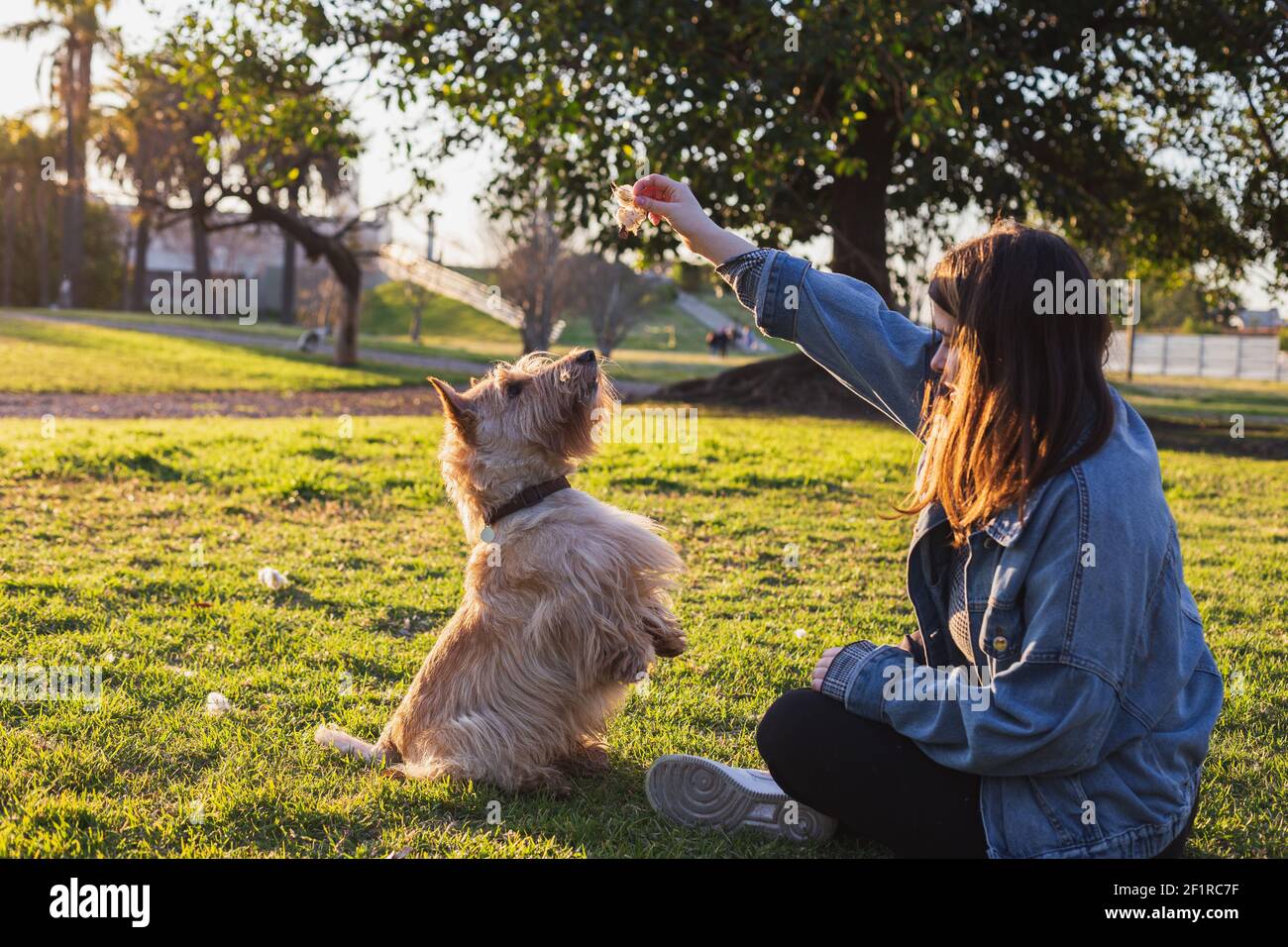 Mädchen spielt mit Hund im Stadtpark bei Sonnenuntergang in Stadtpark Stockfoto