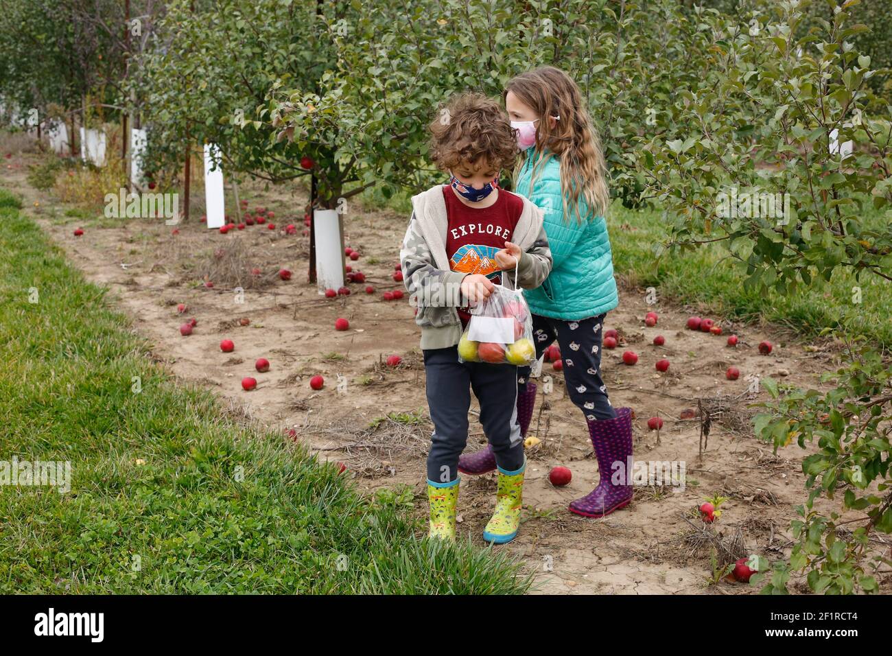 Geschwister pflücken Äpfel an einem Herbsttag in einem Obstgarten In Illinois Stockfoto