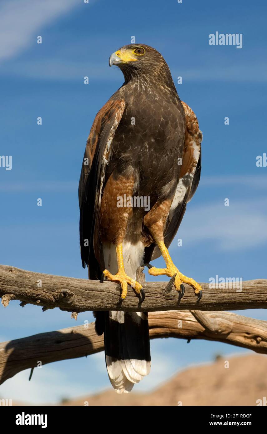 Harris Hawk; New Mexico; San Juan Mountains; Tierwelt; Vögel; Greifvögel; Raubvögel; Harris Hawk; Stockfoto