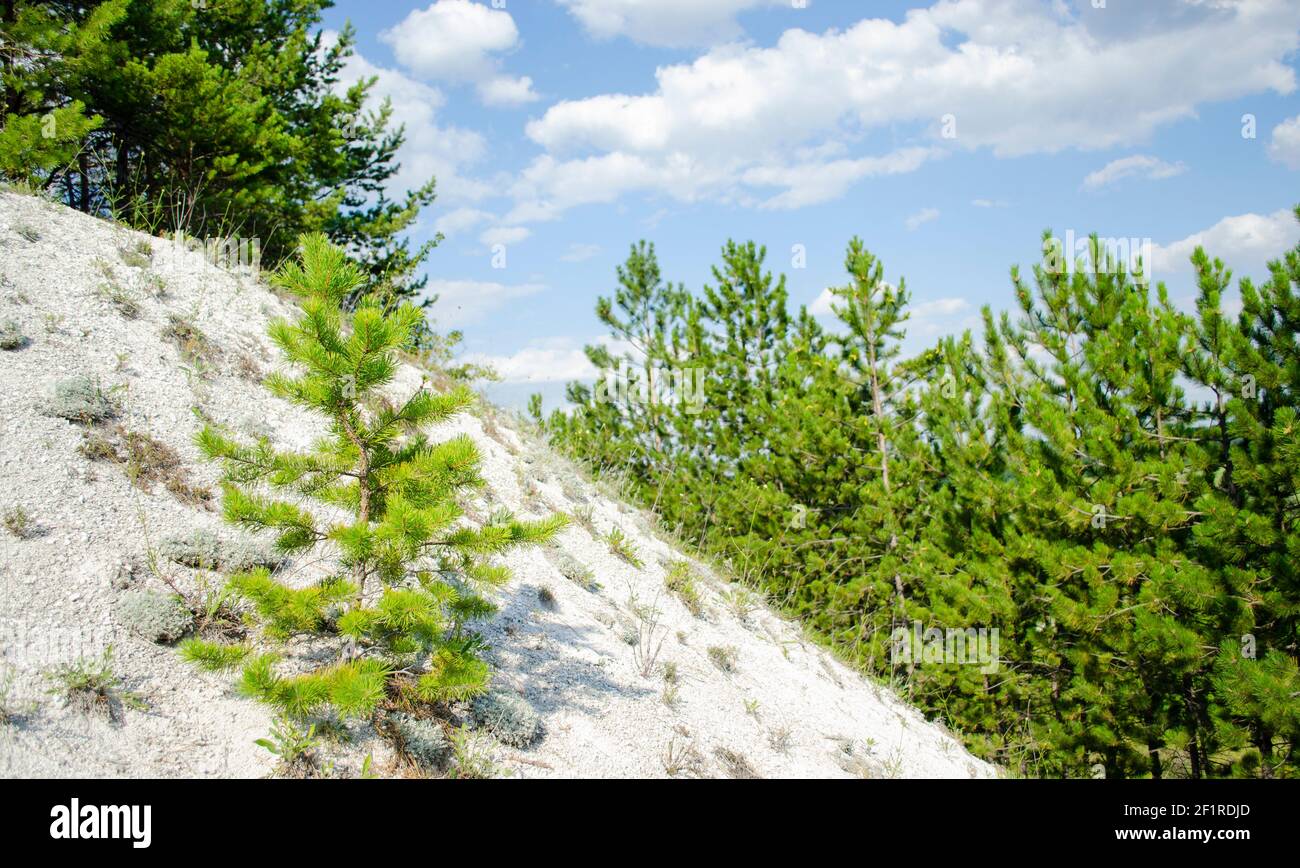 Weiße Kreideterrassen gegen den blauen Himmel, bedeckt mit üppigen Kiefern. Eine kleine Kiefer wächst am Hang eines Kreidehügels. Natur Hintergrund Stockfoto