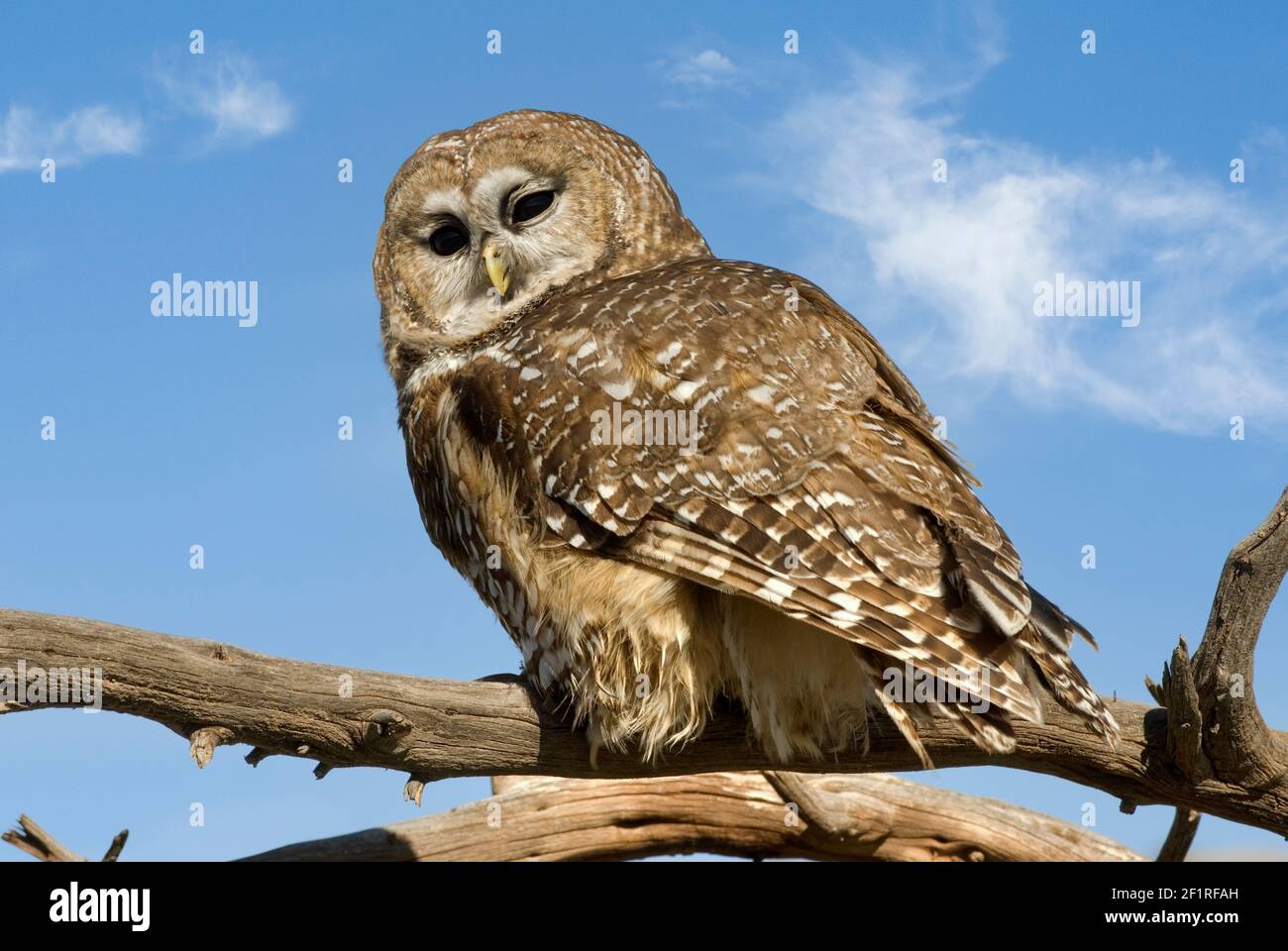 Gefleckte Eule Mexikanisch; New Mexico; San Juan Mountains; Tierwelt; Vögel; Greifvögel; Greifvögel; Stockfoto