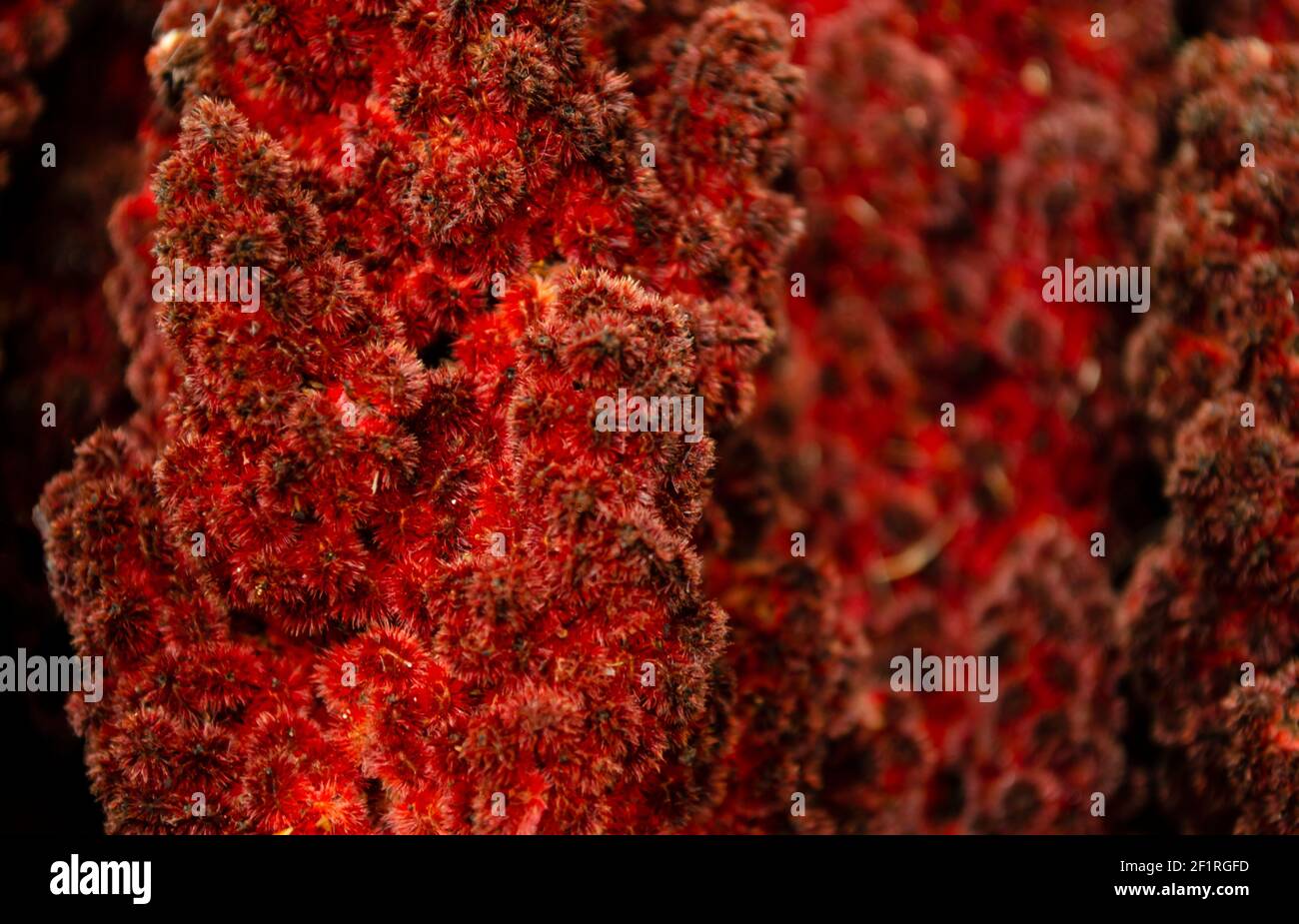 Rote pelzige Blume als abstrakter floraler Hintergrund für Urlaub Branding Design Stockfoto