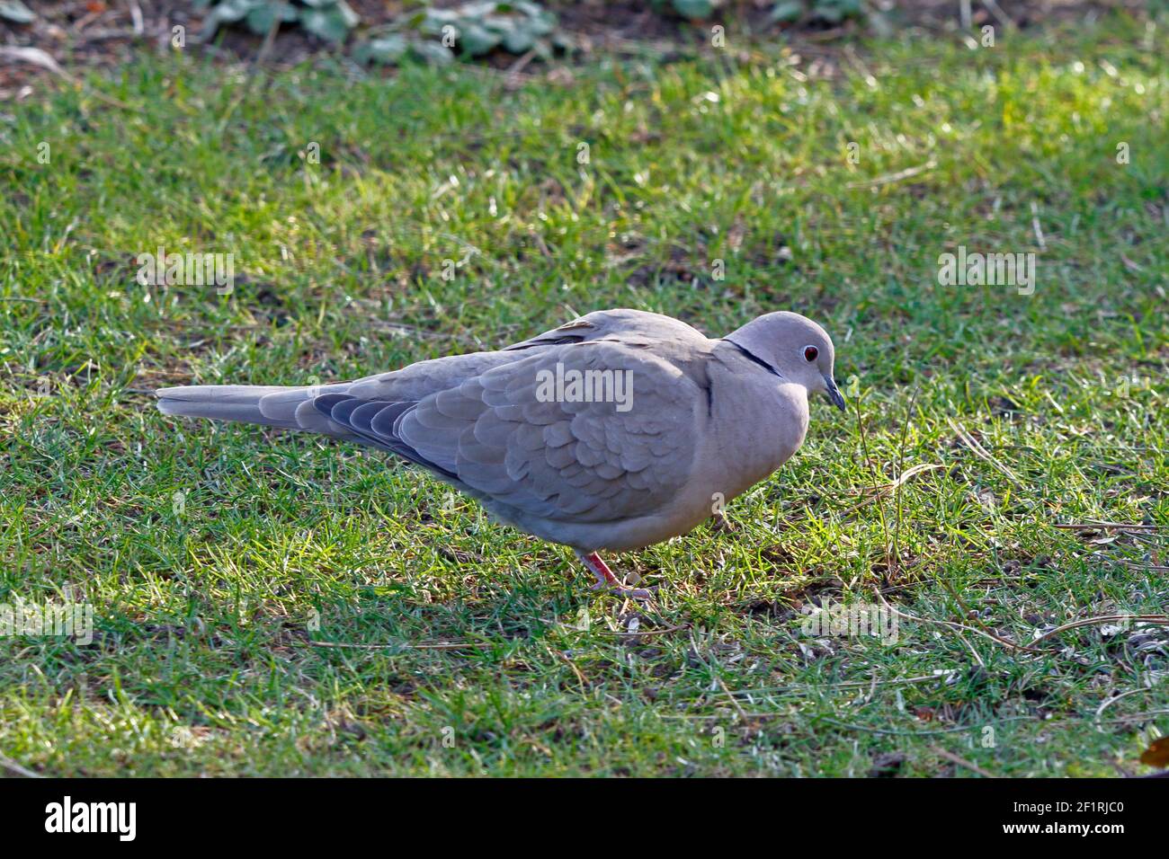 Eine türkische Taube auf dem Gras, die Samen sucht Stockfoto