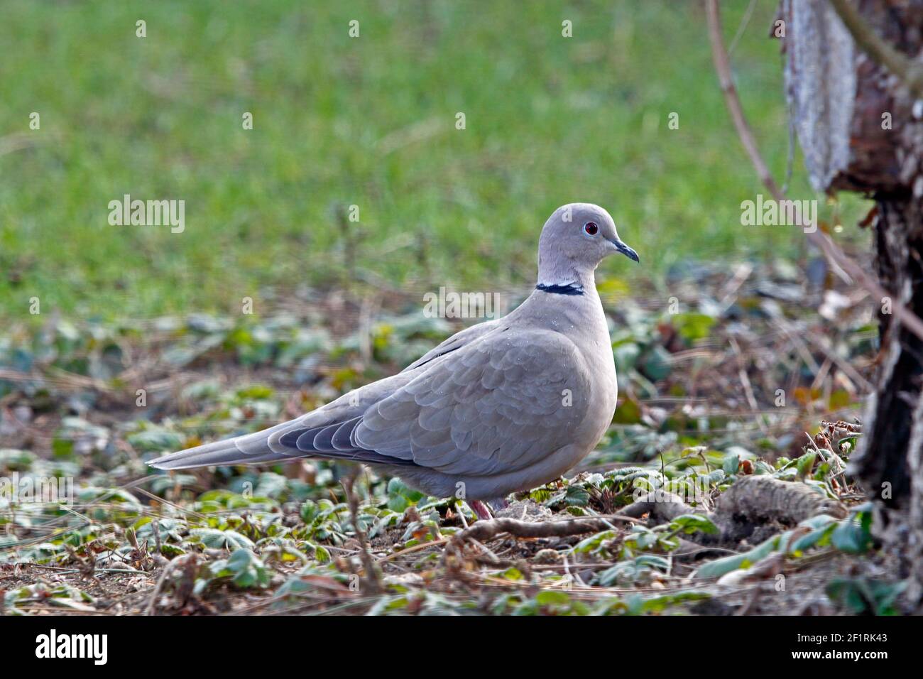 Eine türkische Taube auf dem Gras, die Samen sucht Stockfoto