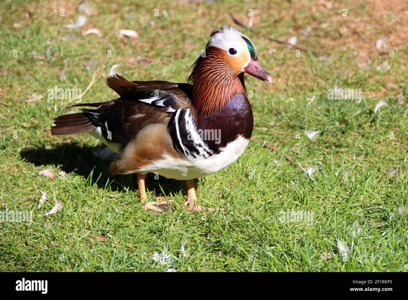 Ente in einem Zoo in frankreich Stockfoto