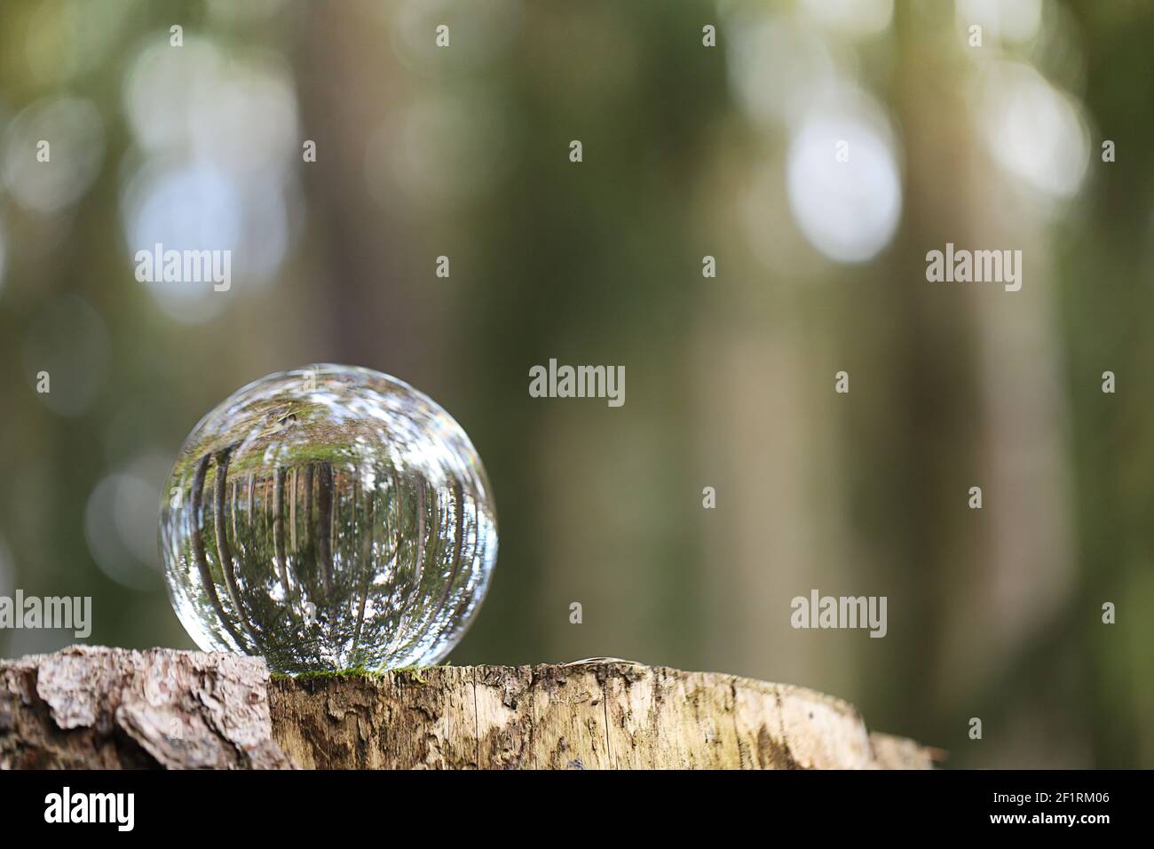 Erdtagekonzept.ökologisches Konzept. Ball mit Waldreflexion auf einem Stumpf im Wald. Umweltschutz und Naturschutz.Sparen Stockfoto