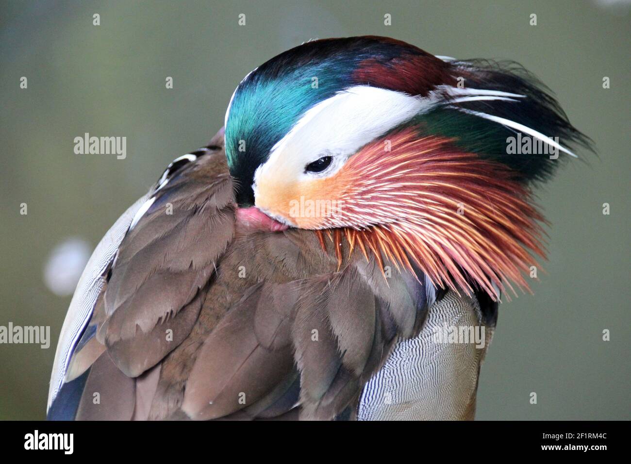 Ente in einem Zoo in frankreich Stockfoto