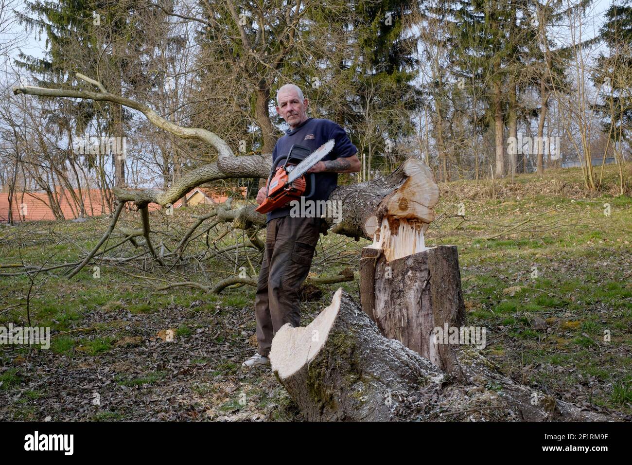 Älterer Rüde, der die husqvarna 445 Kettensäge neben dem Baum hält Wurde gerade zala Grafschaft ungarn abgeschnitten Stockfoto