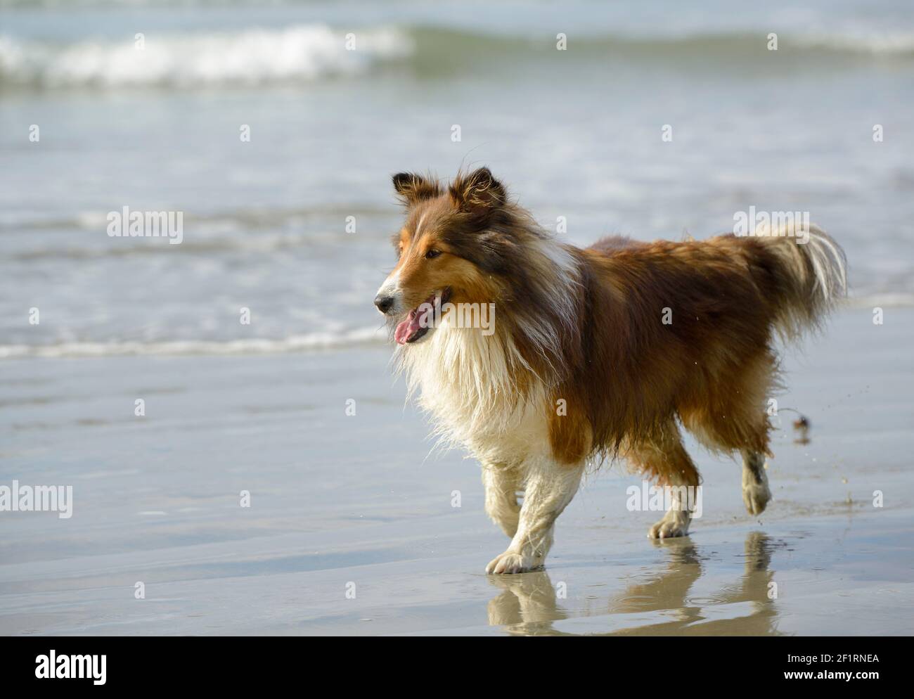 Sheltie Walking am Chesterman Beach, Tofino Stockfoto