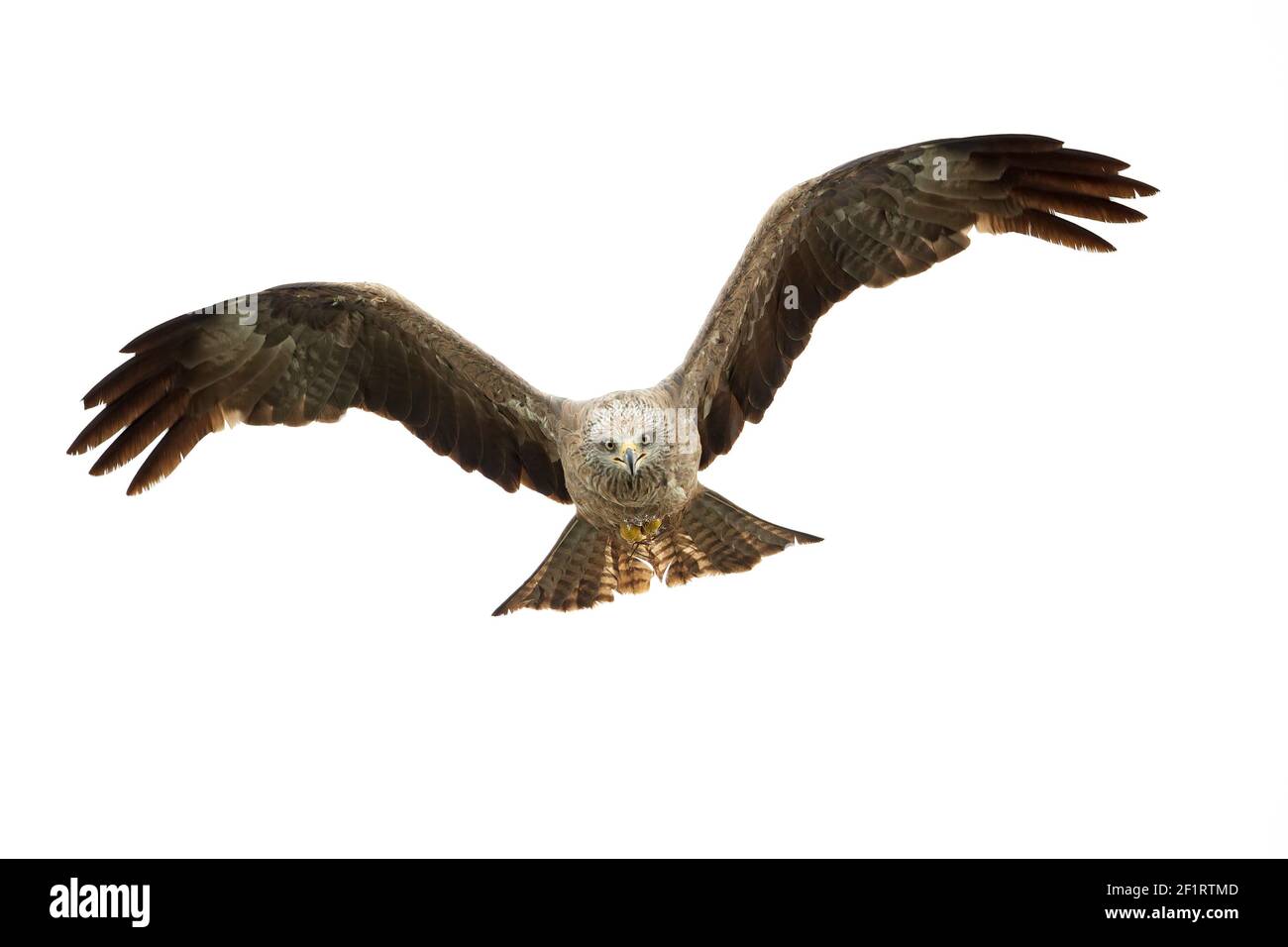 Ein schwarzer Drachen (Milvus migrans), der im Morgenlicht in Deutschland fliegt. Stockfoto