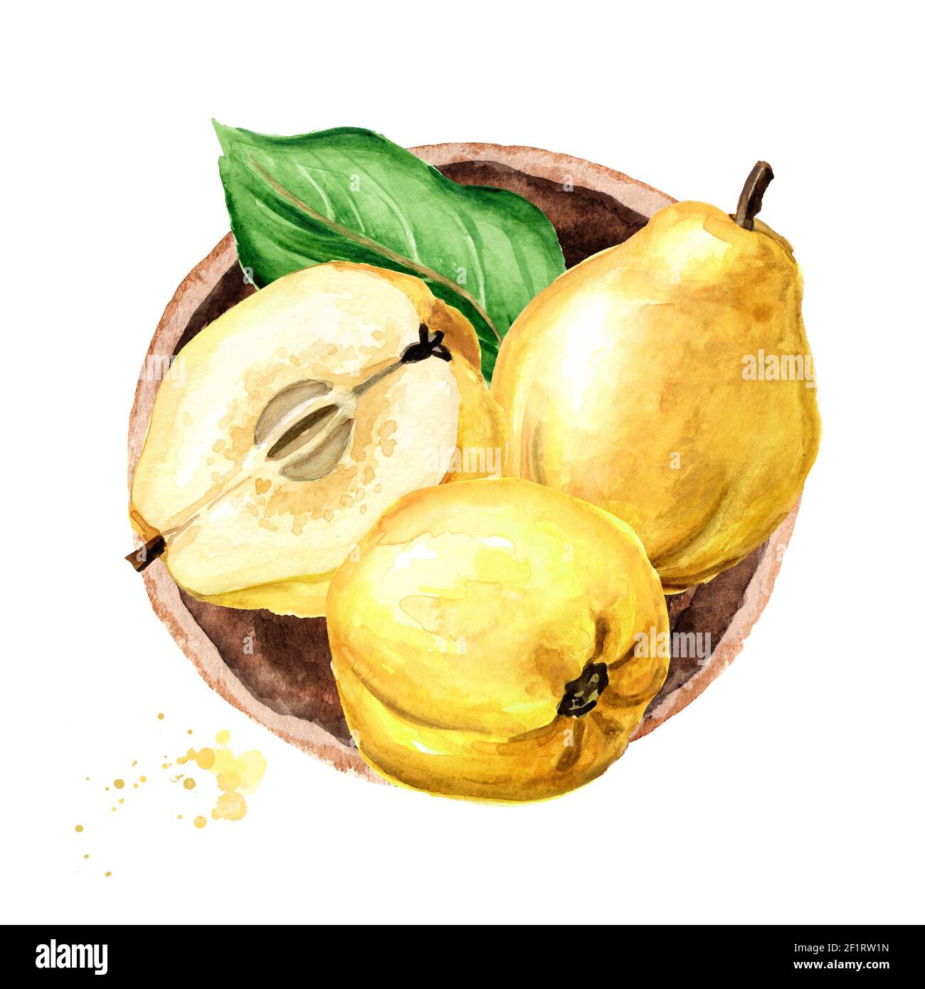Schale mit frischen rot-gelben Quitten-Früchten, Draufsicht.  Handgezeichnete Aquarellillustration, isoliert auf weißem Hintergrund  Stockfotografie - Alamy