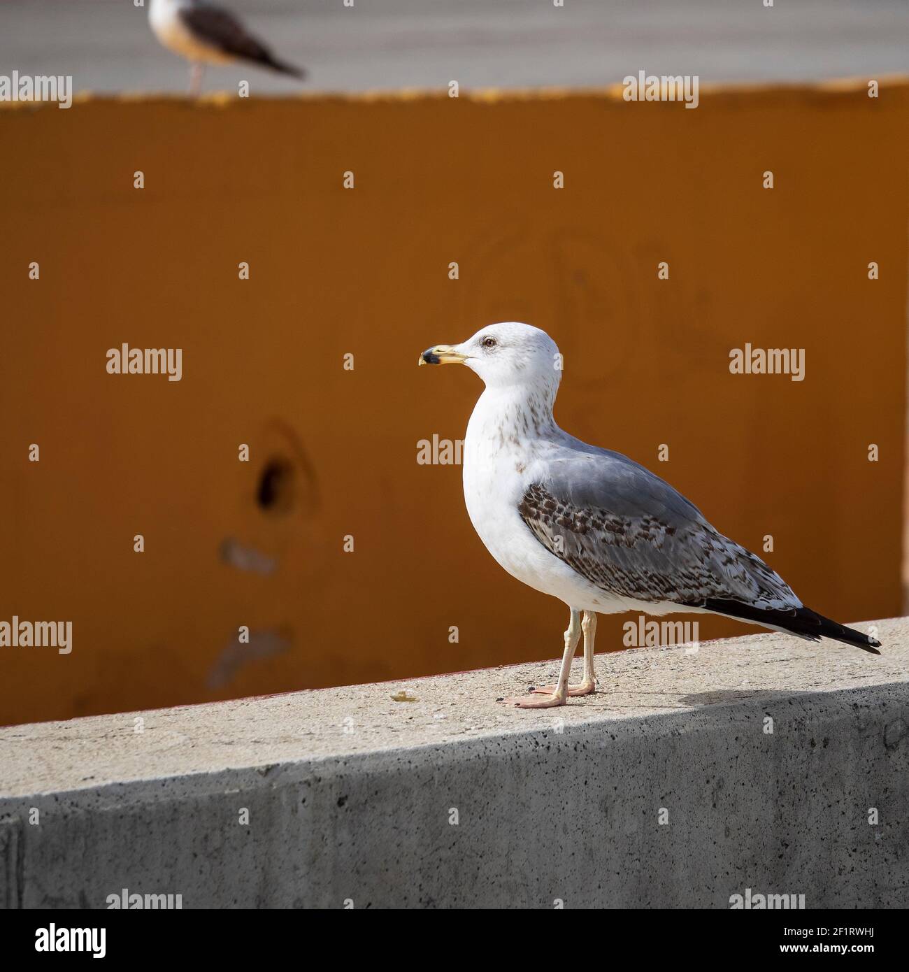 Eine Möwe auf einer Stadtmauer Stockfoto