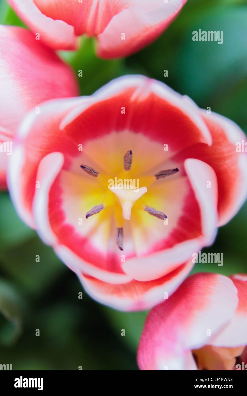 Rote und weiße Knospe einer blühenden Tulpe. Makrofotografie im Inneren. Fokuswechsel, Nahaufnahme. Stockfoto