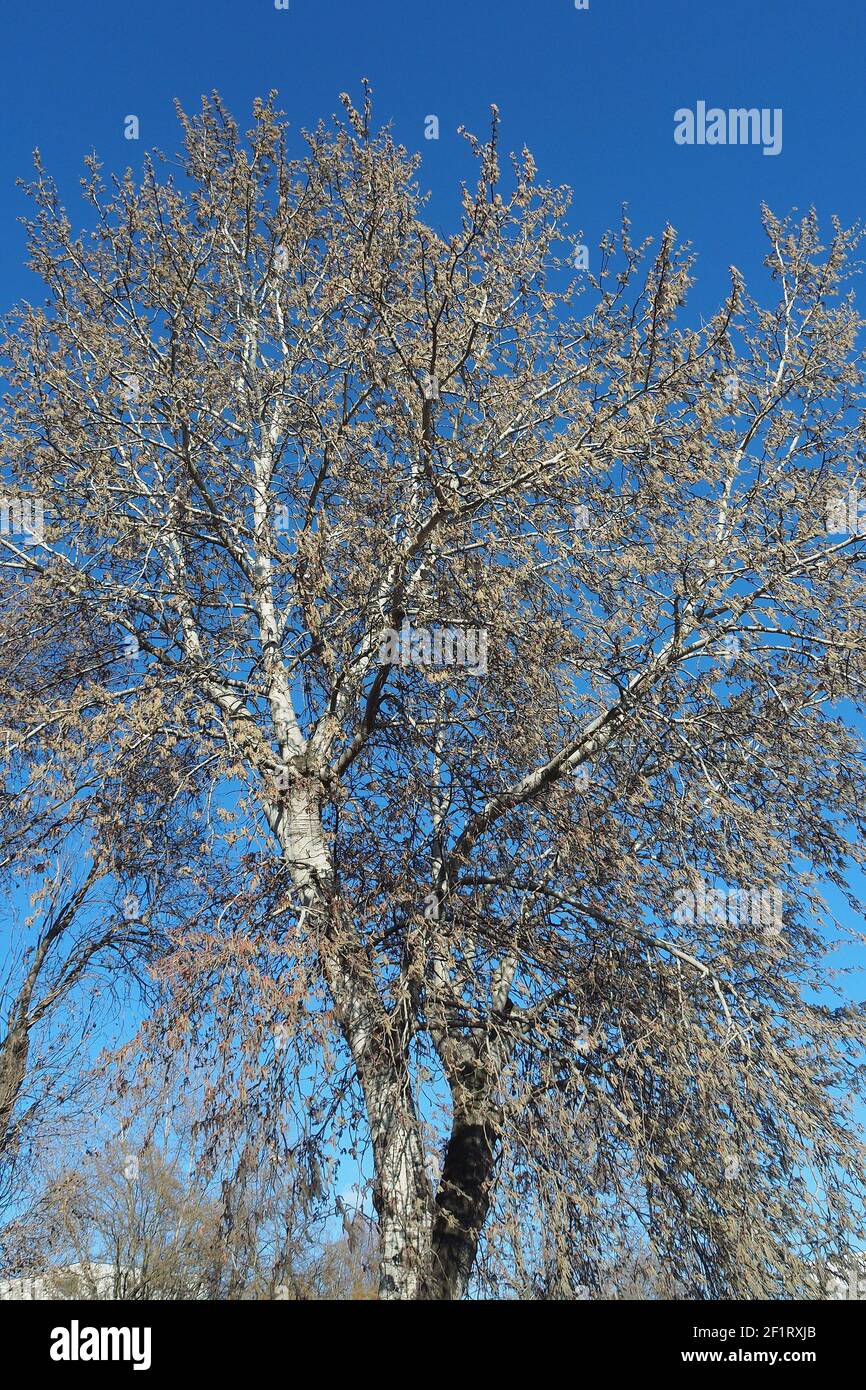 Silberpappel, weiße Pappel, Silber-Pappel, weiß-Pappel, Peuplier blank, Populus alba, fehér nyár, Budapest, Ungarn, Magyarország, Europa Stockfoto