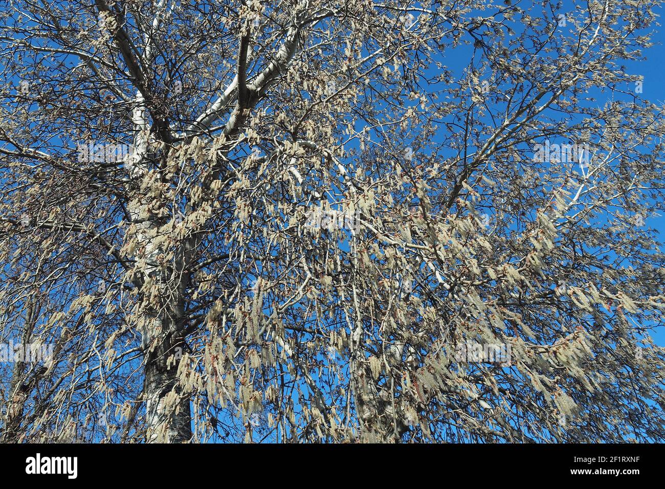 Silberpappel, weiße Pappel, Silber-Pappel, weiß-Pappel, Peuplier blank, Populus alba, fehér nyár, Budapest, Ungarn, Magyarország, Europa Stockfoto