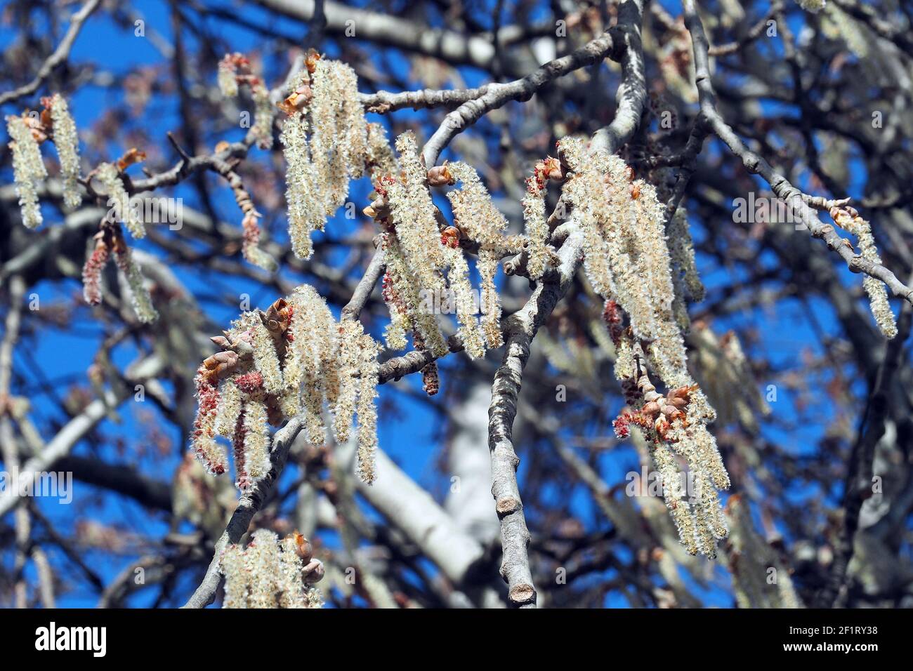 Silberpappel, weiße Pappel, Silber-Pappel, weiß-Pappel, Peuplier blank, Populus alba, fehér nyár, Budapest, Ungarn, Magyarország, Europa Stockfoto