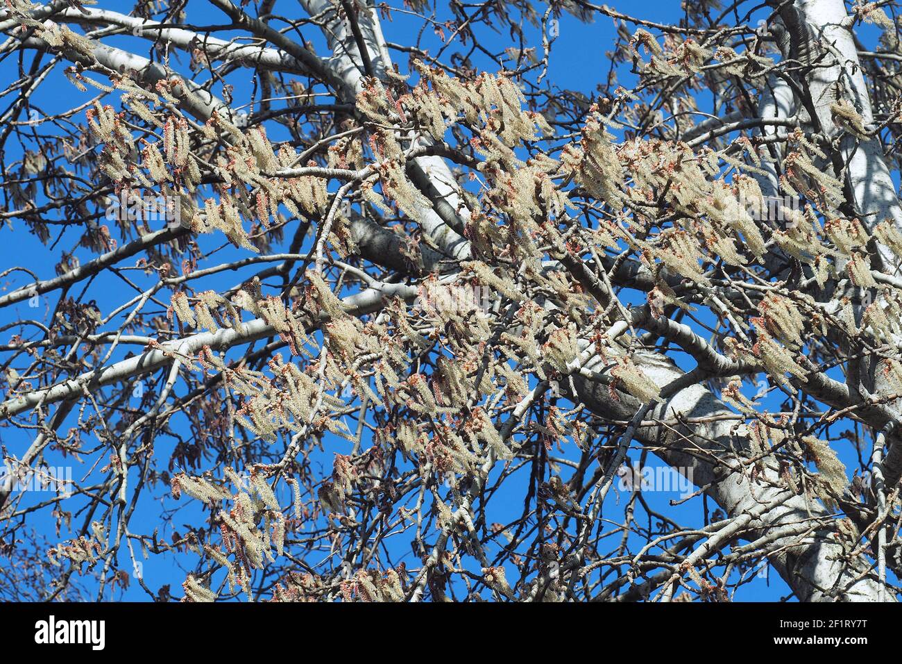 Silberpappel, weiße Pappel, Silber-Pappel, weiß-Pappel, Peuplier blank, Populus alba, fehér nyár, Budapest, Ungarn, Magyarország, Europa Stockfoto