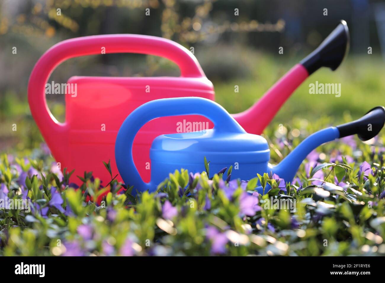 Blumenzucht . Blumen, rosa und blau Gießkanne. Frühlingsblumen. Gartenarbeit im Frühling. Pflanzen und Bewässern von Blumen Stockfoto