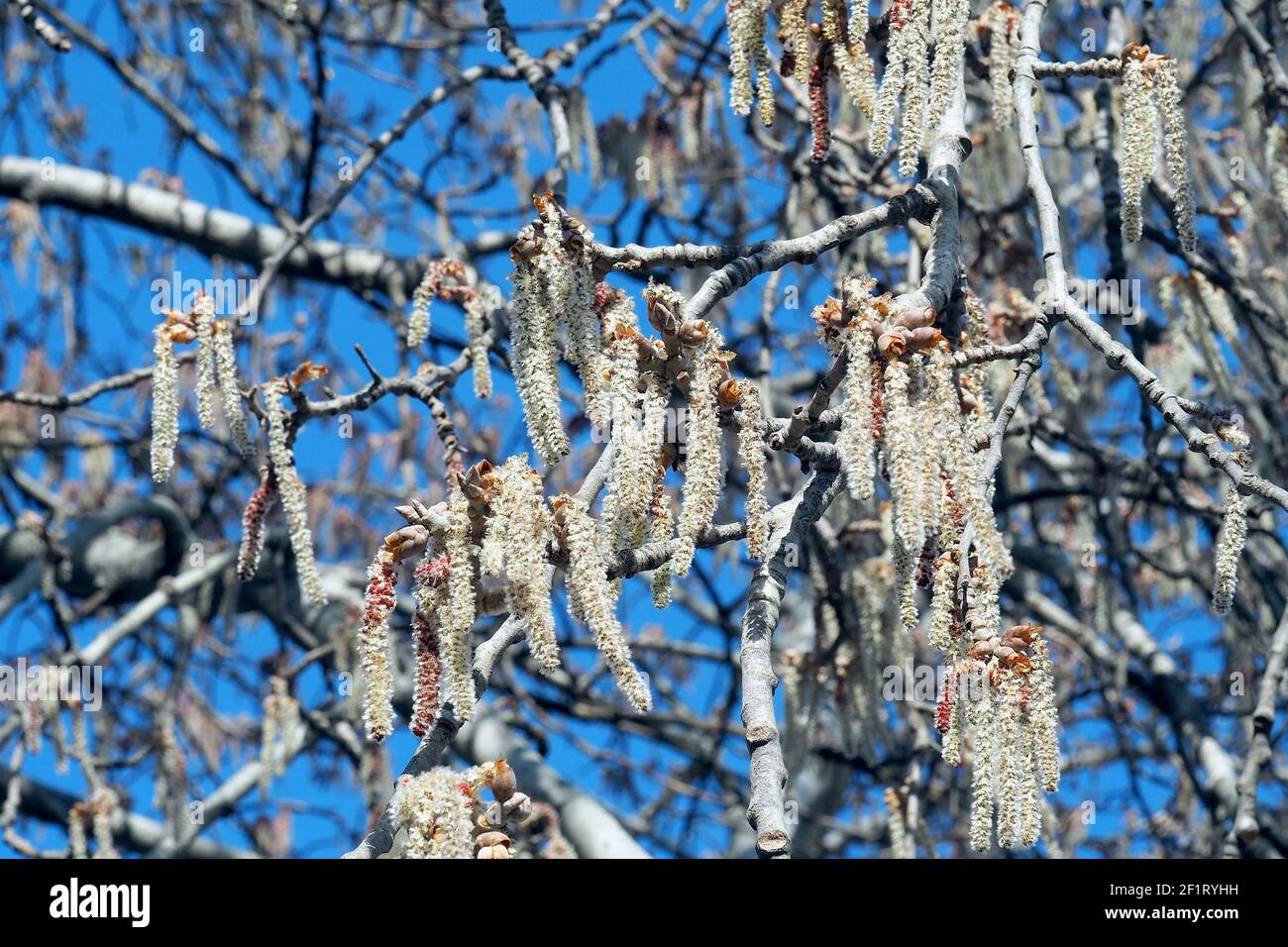 Silberpappel, weiße Pappel, Silber-Pappel, weiß-Pappel, Peuplier blank, Populus alba, fehér nyár, Budapest, Ungarn, Magyarország, Europa Stockfoto