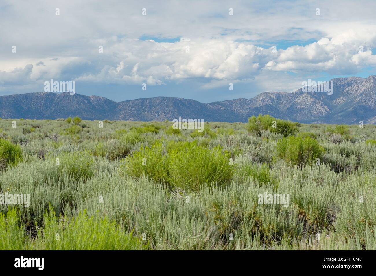 Long Valley neben dem Lake Crowley, Mono County, Kalifornien. USA. Stockfoto