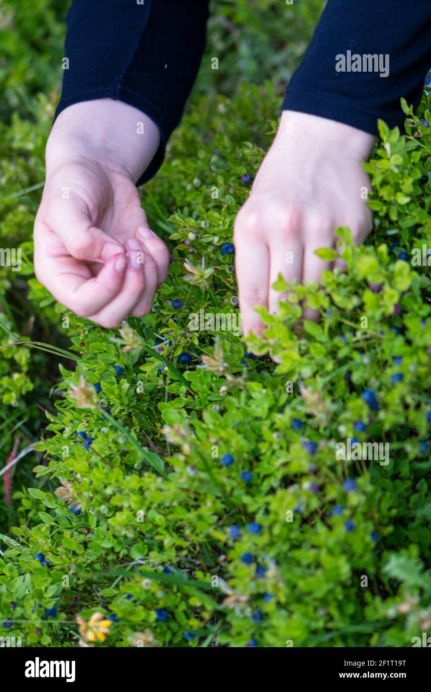 Weibliche Hände pflücken Heidelbeeren am Berg. Sommer Saison Zeit für das Sammeln von wilden Bio-Heidelbeeren, landwirtschaftliche Konzept und Nahaufnahme schießen Stockfoto