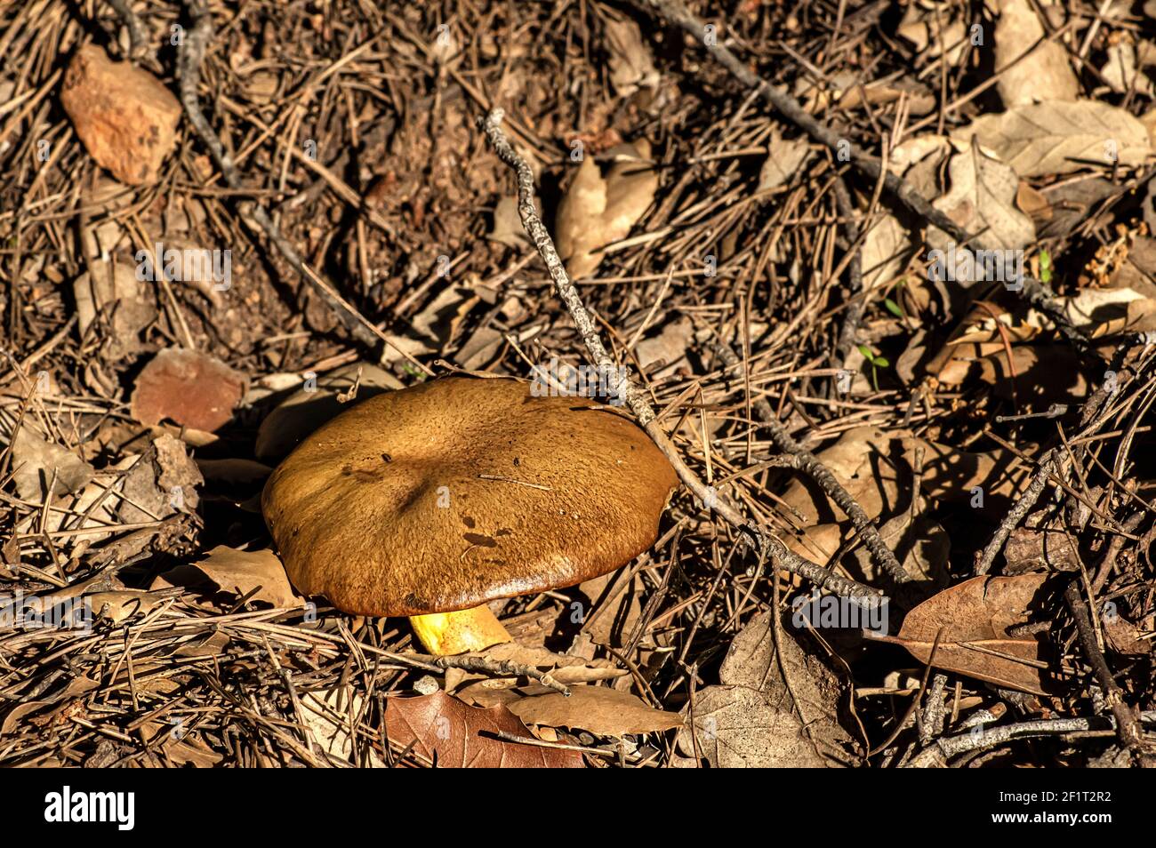 Makro-Nahaufnahme von Pilzen und Unterholz in der Natur Sardinien Stockfoto