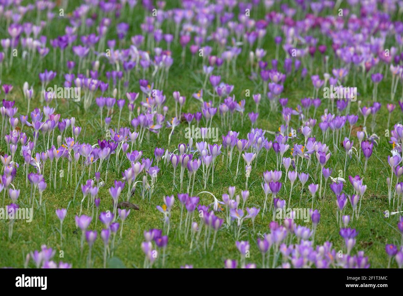 Krokus (Crocus Vernus) Stockfoto