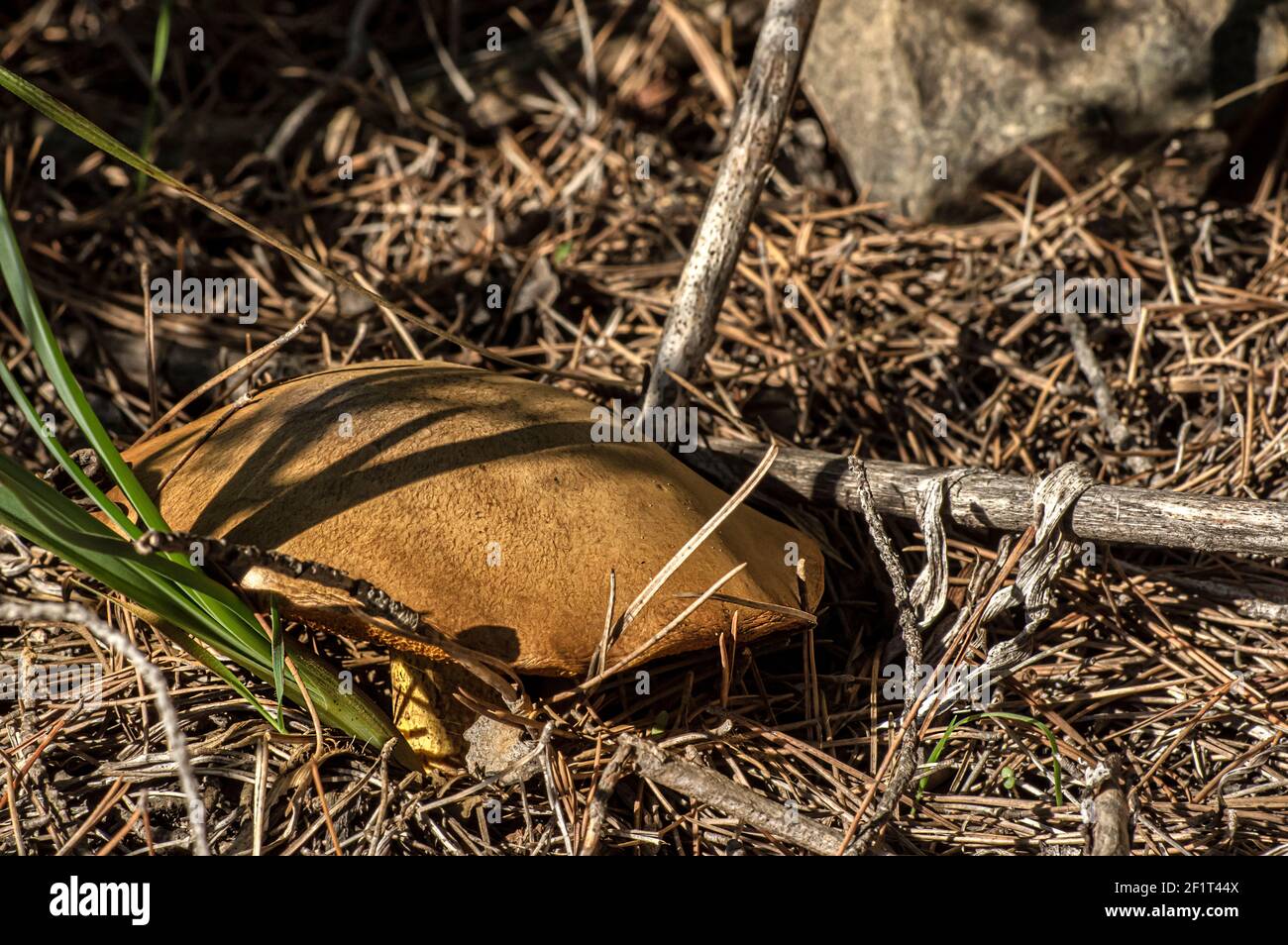 Makro-Nahaufnahme von Pilzen und Unterholz in der Natur Sardinien Stockfoto