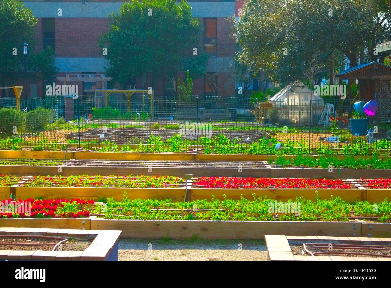 Urban Garden mit Pflanzen, blauen Kohl mit Kupfer Wasserpfeifen, Grundstücke wachsen, Dirt Herd, vrgrtable Wortspiel Zeichen, und Schmetterlingsflügel Stockfoto