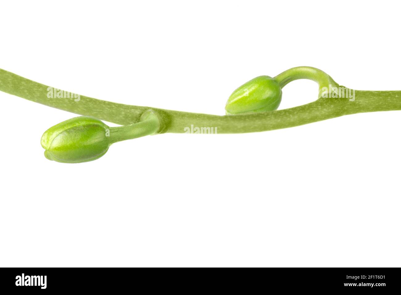 Nahaufnahme eines Orchideenstammes mit Knospen isoliert auf Weiß Stockfoto
