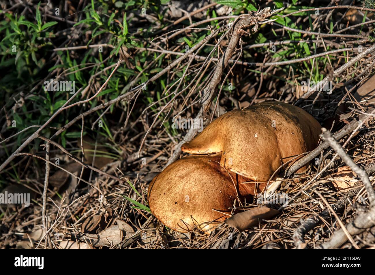 Makro-Nahaufnahme von Pilzen und Unterholz in der Natur Sardinien Stockfoto