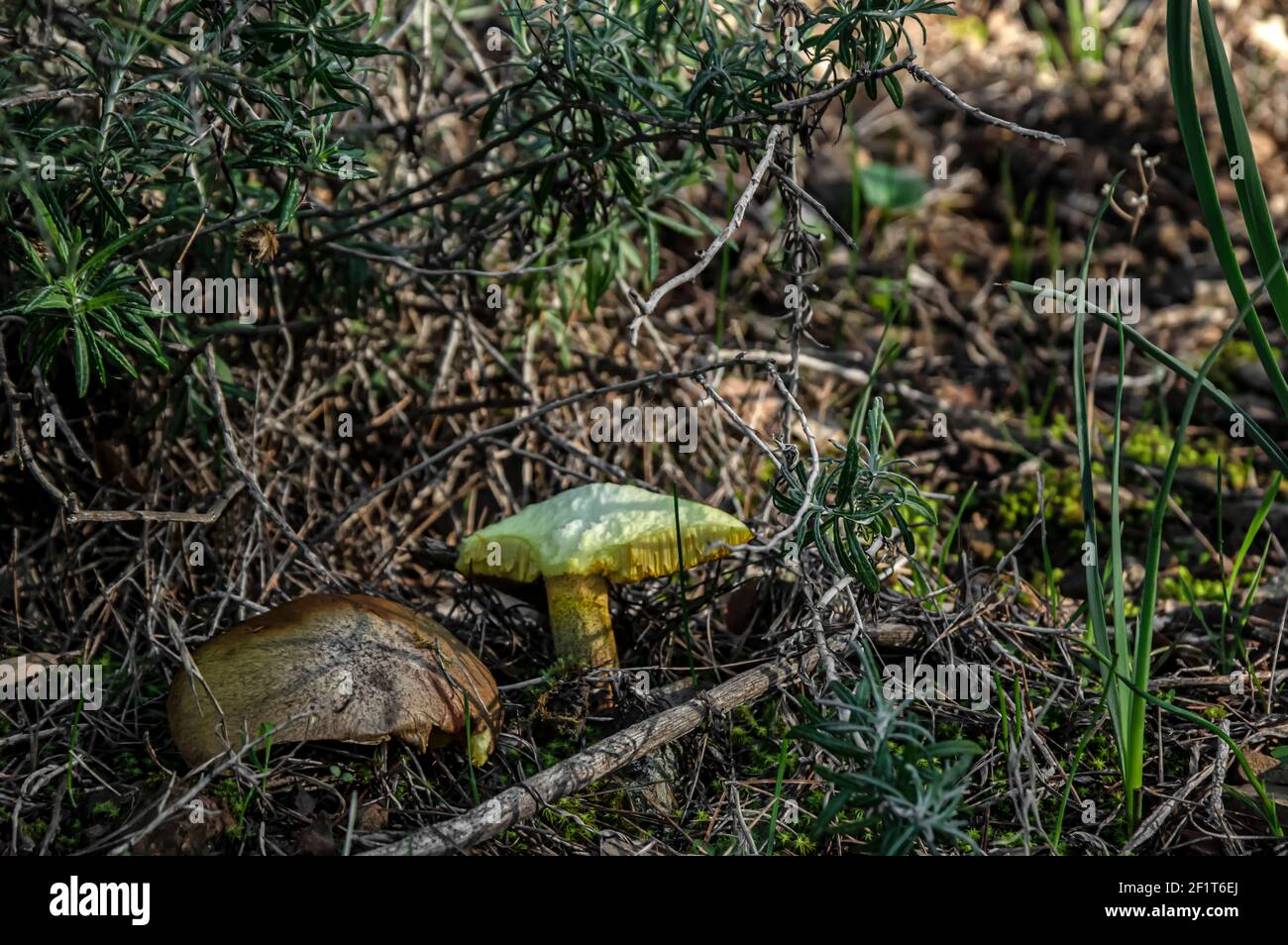 Makro-Nahaufnahme von Pilzen und Unterholz in der Natur Sardinien Stockfoto