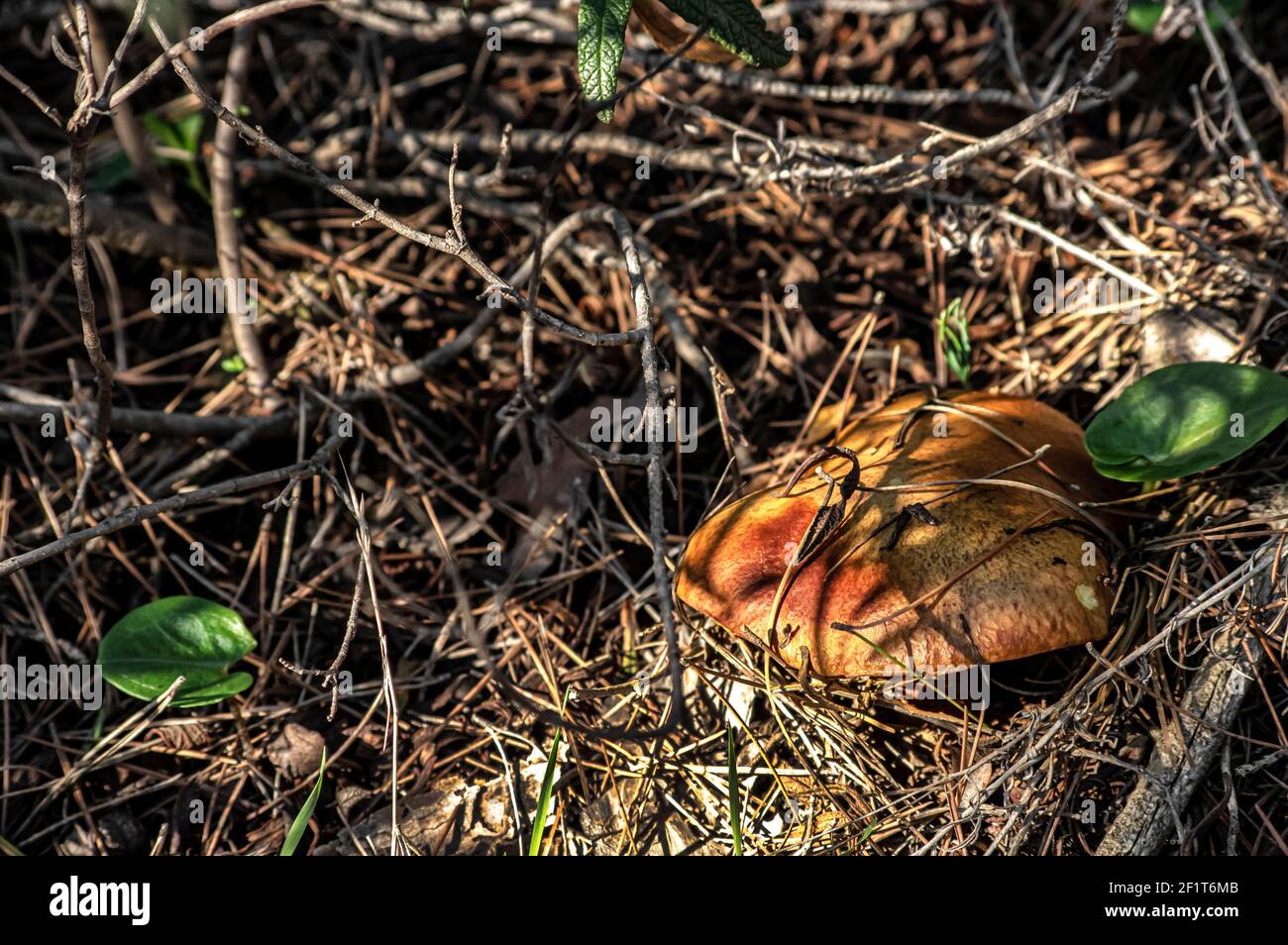 Makro-Nahaufnahme von Pilzen und Unterholz in der Natur Sardinien Stockfoto