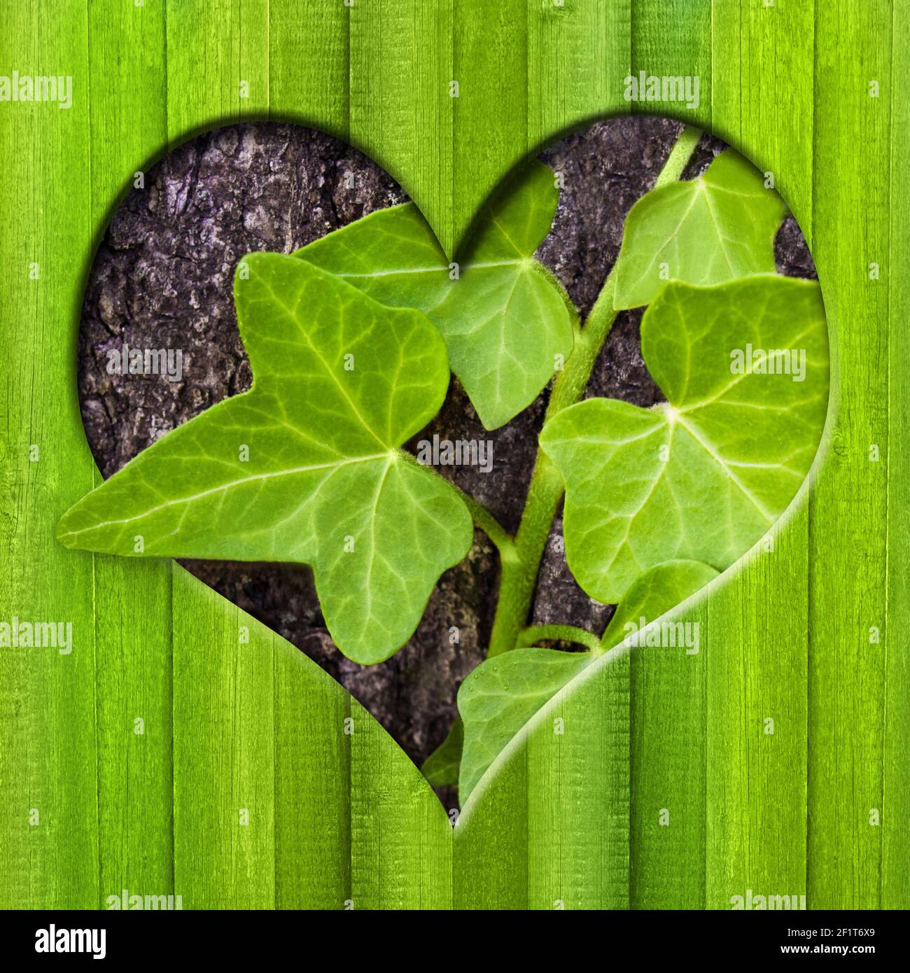 Efeu und Holzherz aus der Nähe Stockfoto