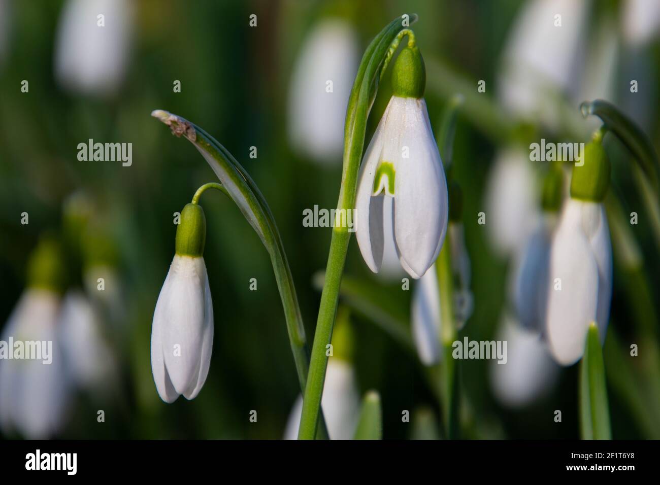 Nahaufnahme von Schneeglöckchen, auch Galanthus nivalis oder Schneegloeckchen genannt Stockfoto