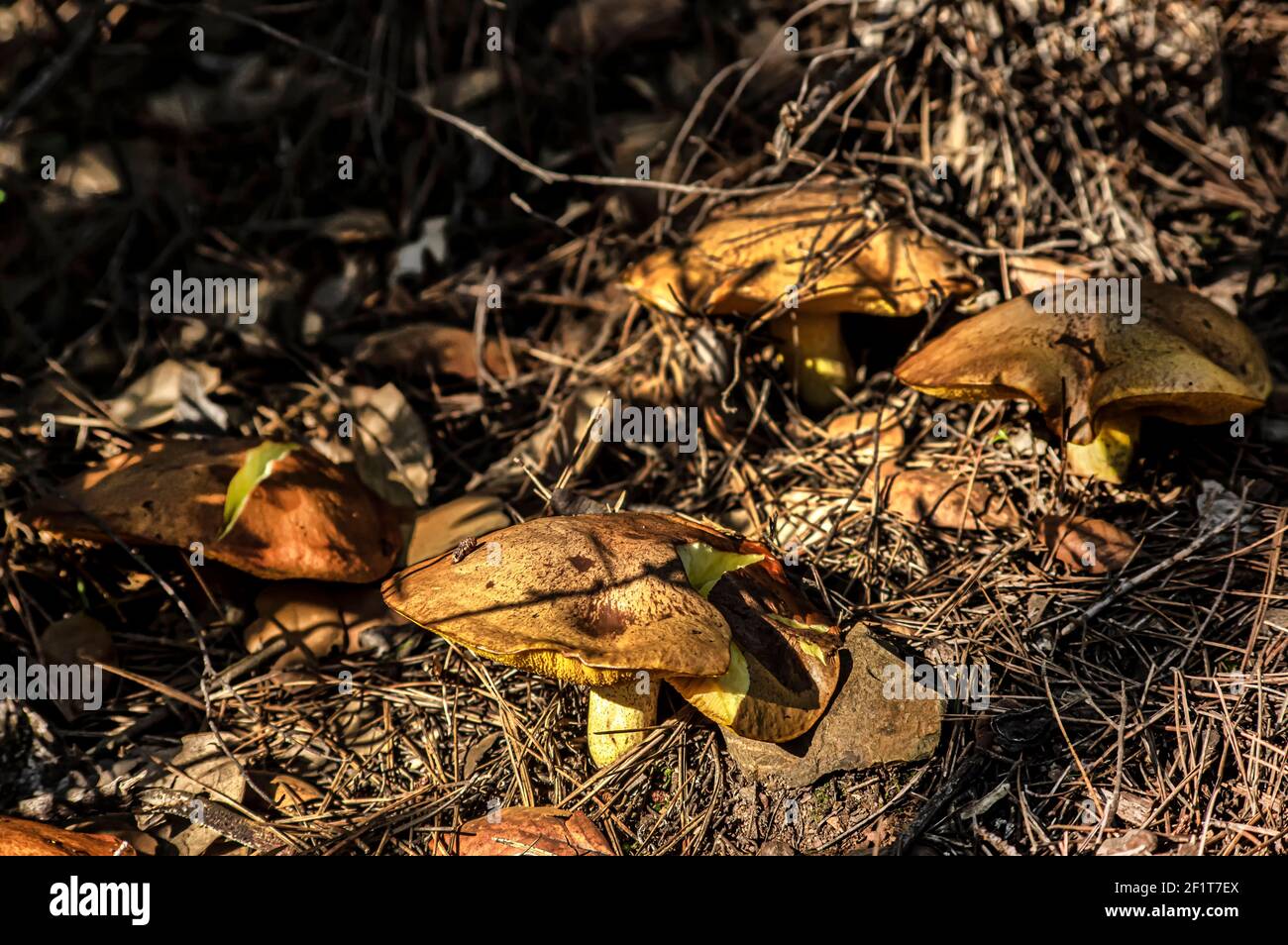 Makro-Nahaufnahme von Pilzen und Unterholz in der Natur Sardinien Stockfoto