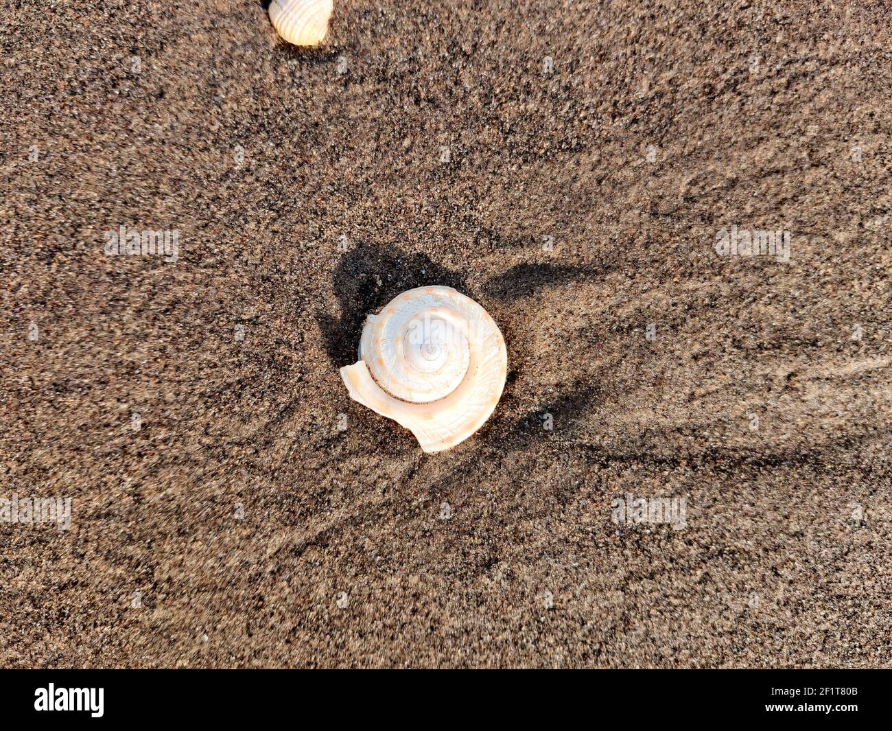 Kleine Muscheln auf dem Sand des Strandes Stockfoto