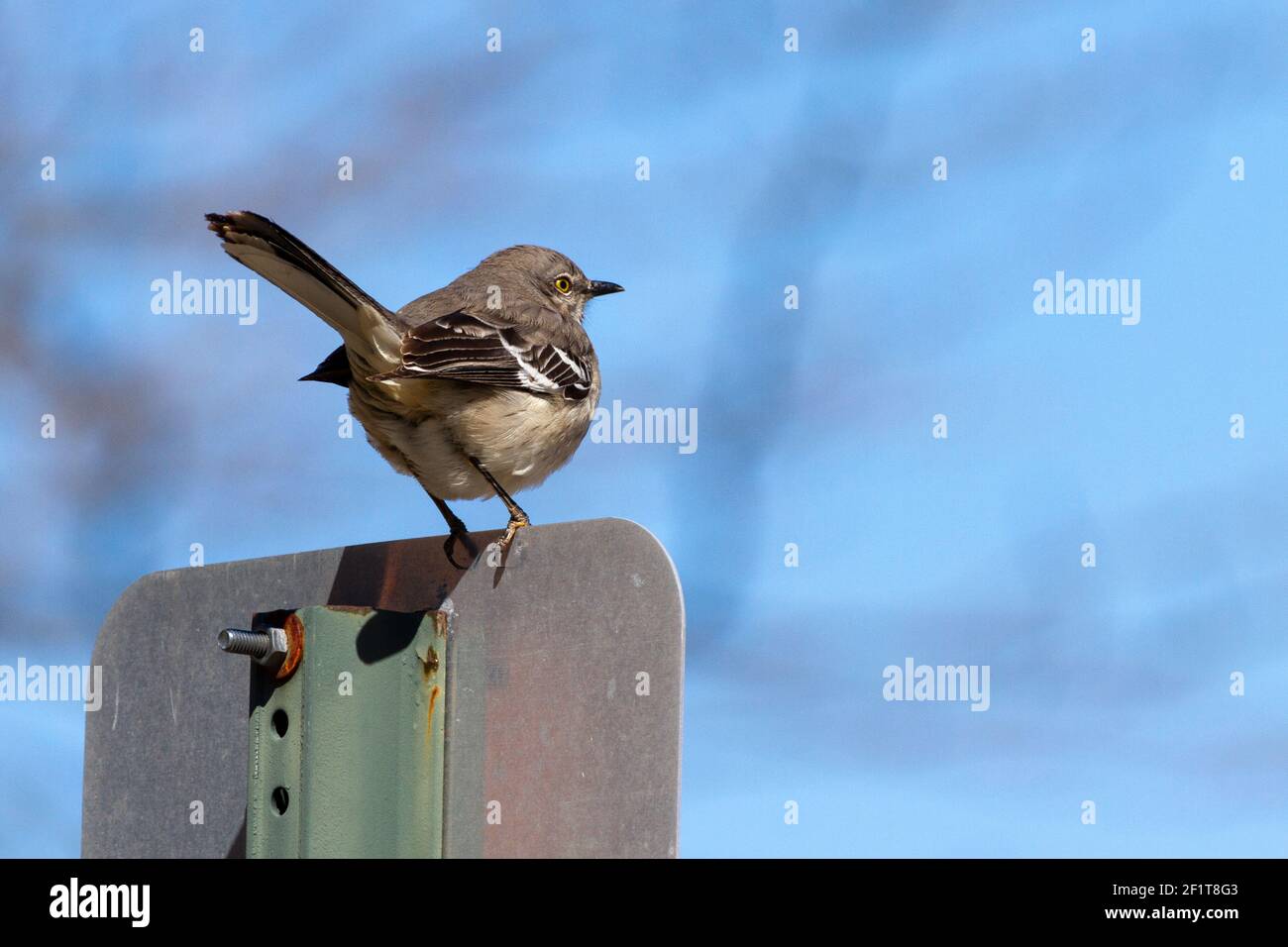 Ein nördlicher Mockingbird ( Mimus polyglottos ), der an einem städtischen Standort auf einer metallenen Straßenplatte steht. Sie hat einen langen Schwanz und eine grau-weiße Feder mit BL Stockfoto