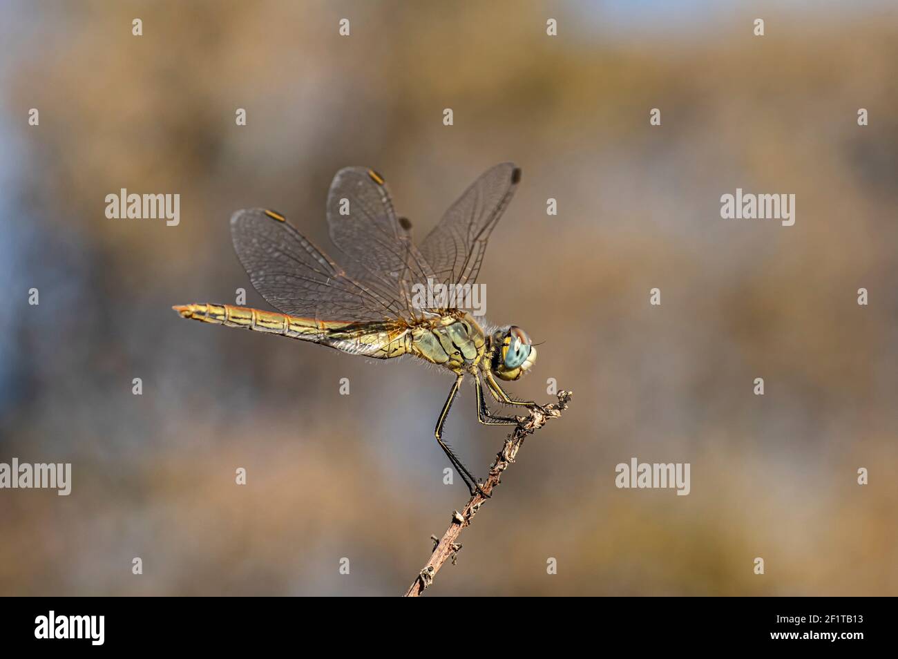 Libellen Makrofotografie in der Landschaft von Sardinien Italien, insbesondere, Details Stockfoto