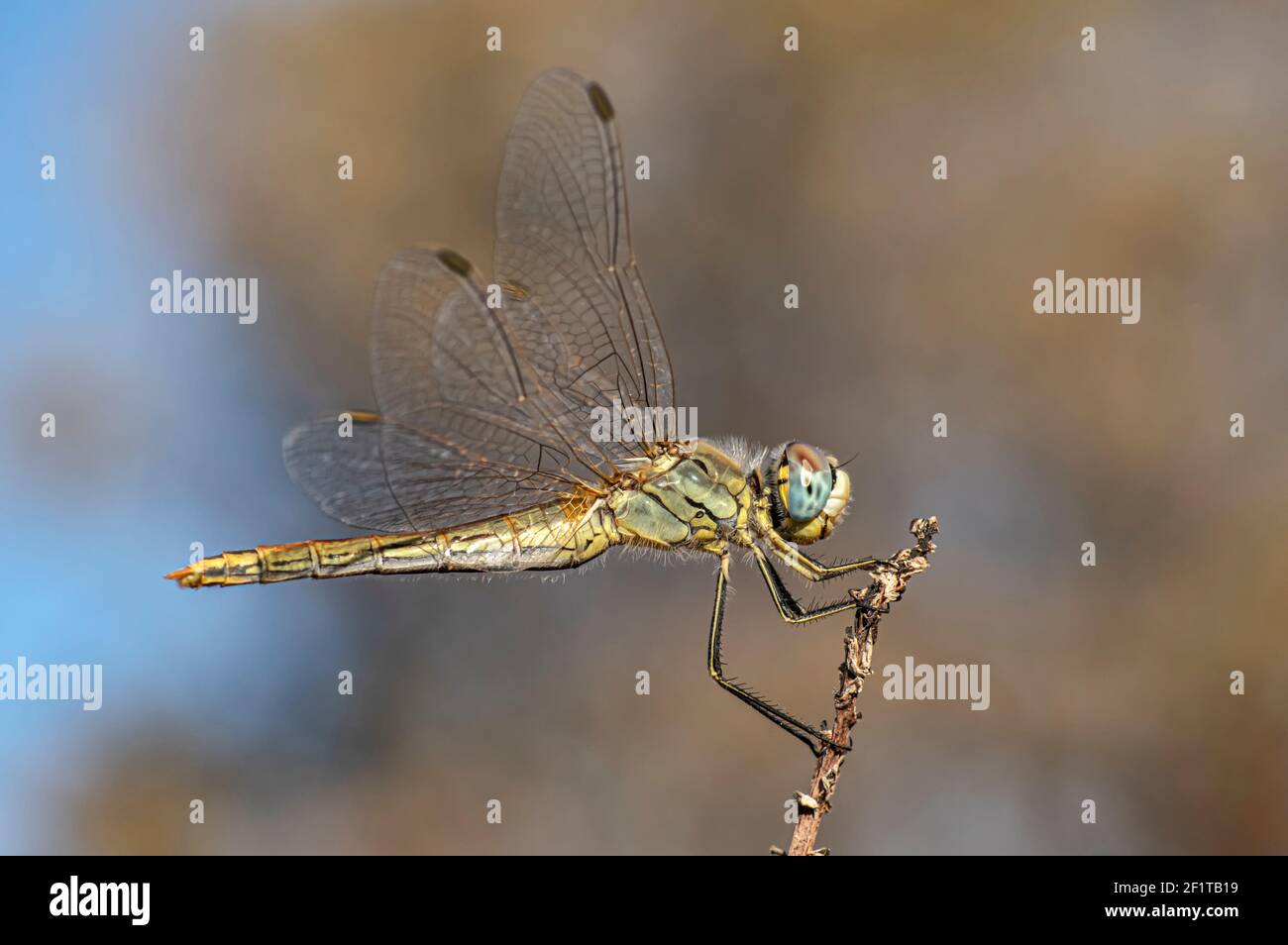 Libellen Makrofotografie in der Landschaft von Sardinien Italien, insbesondere, Details Stockfoto