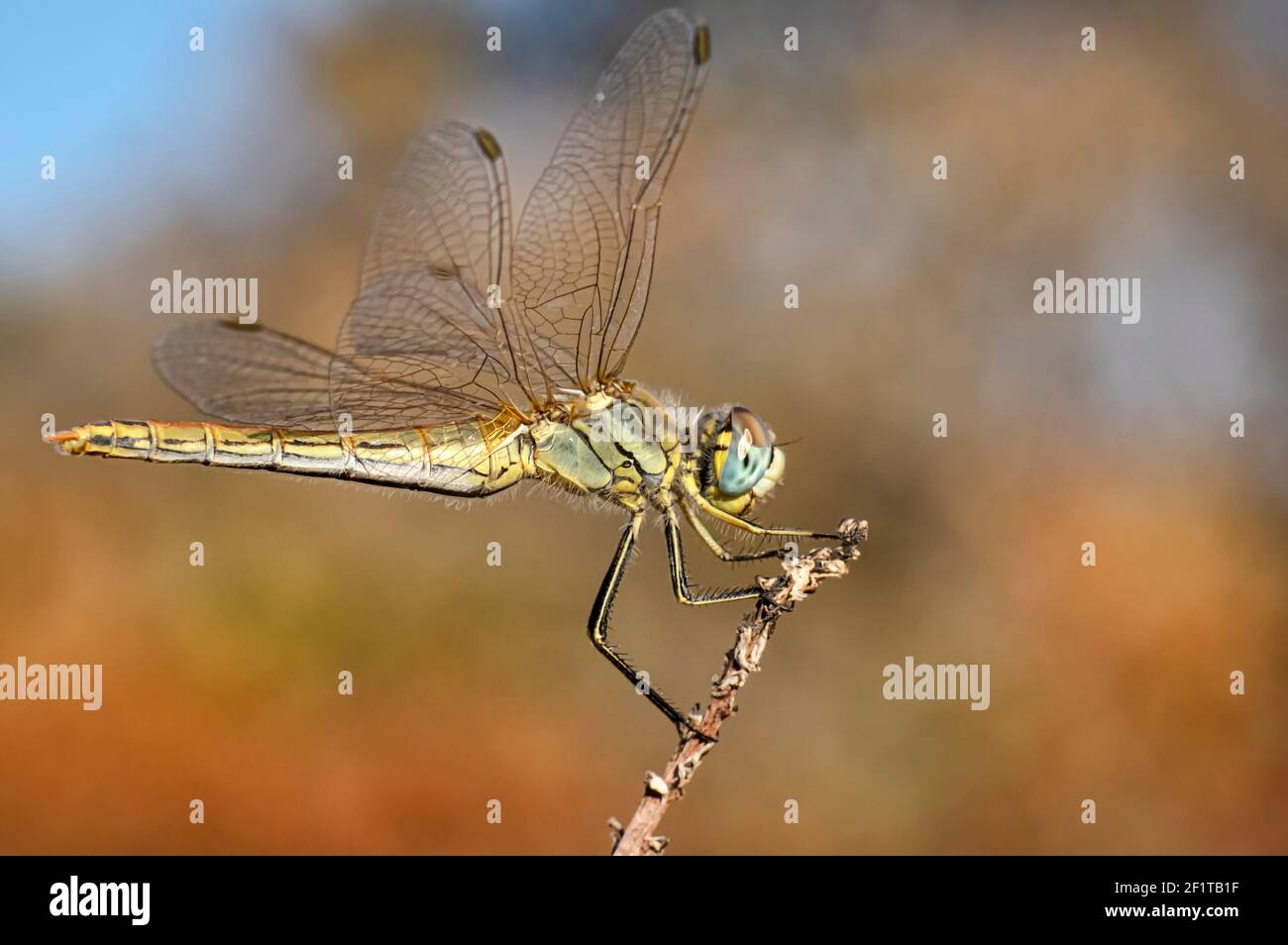 Libellen Makrofotografie in der Landschaft von Sardinien Italien, insbesondere, Details Stockfoto
