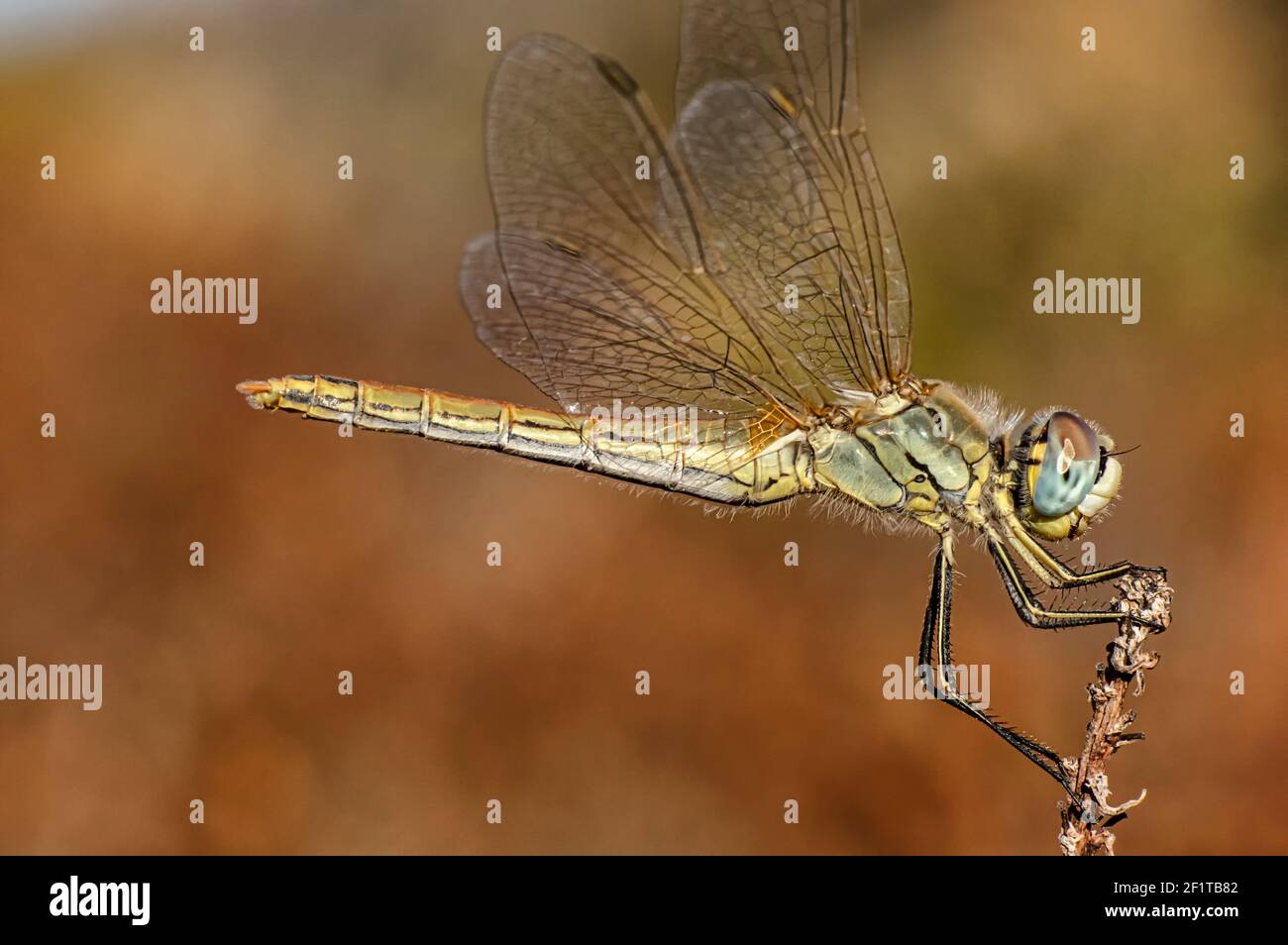 Libellen Makrofotografie in der Landschaft von Sardinien Italien, insbesondere, Details Stockfoto